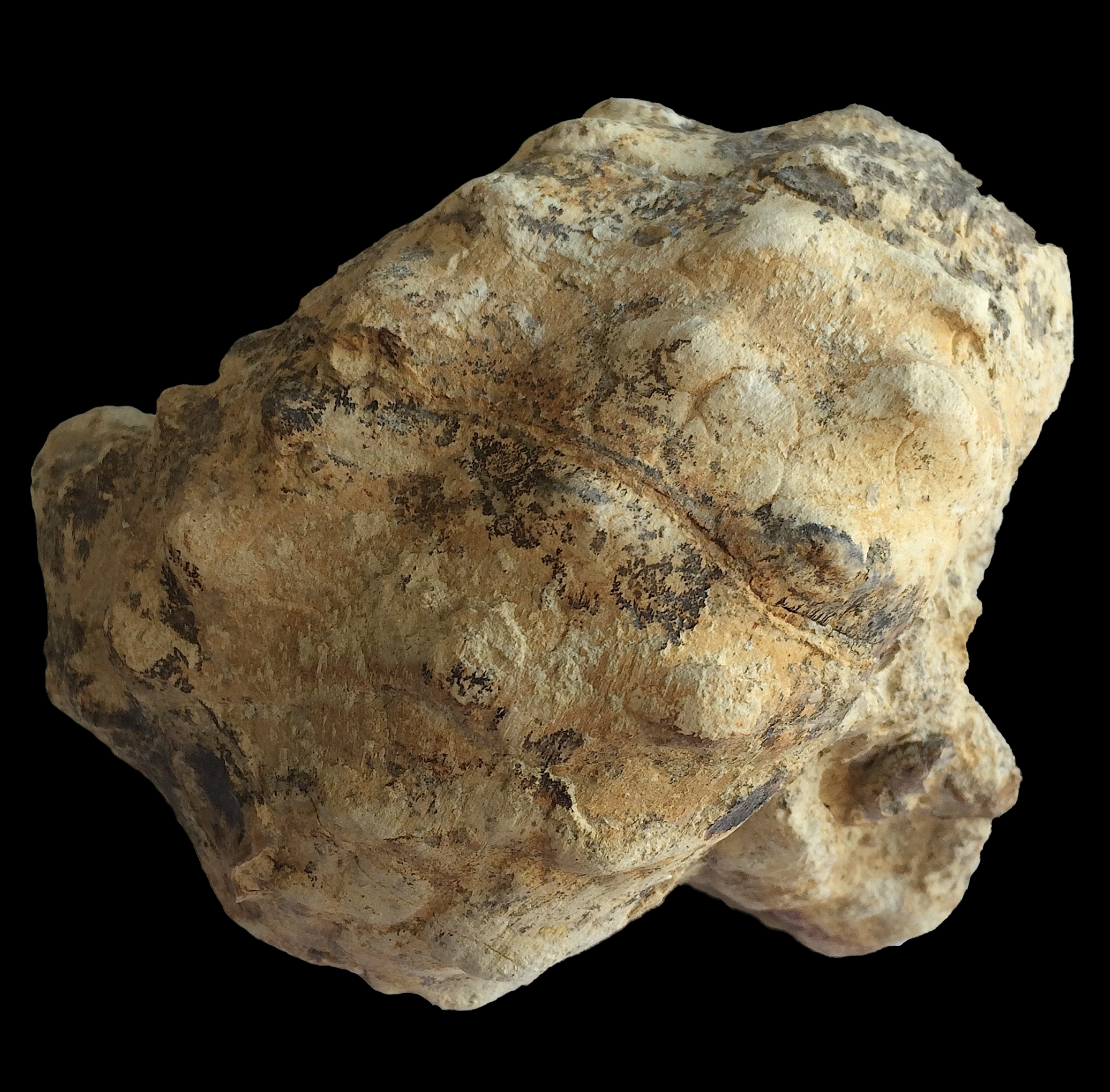 Mariella worthensis #683c Grayson Marl Formation Denton Co., TX