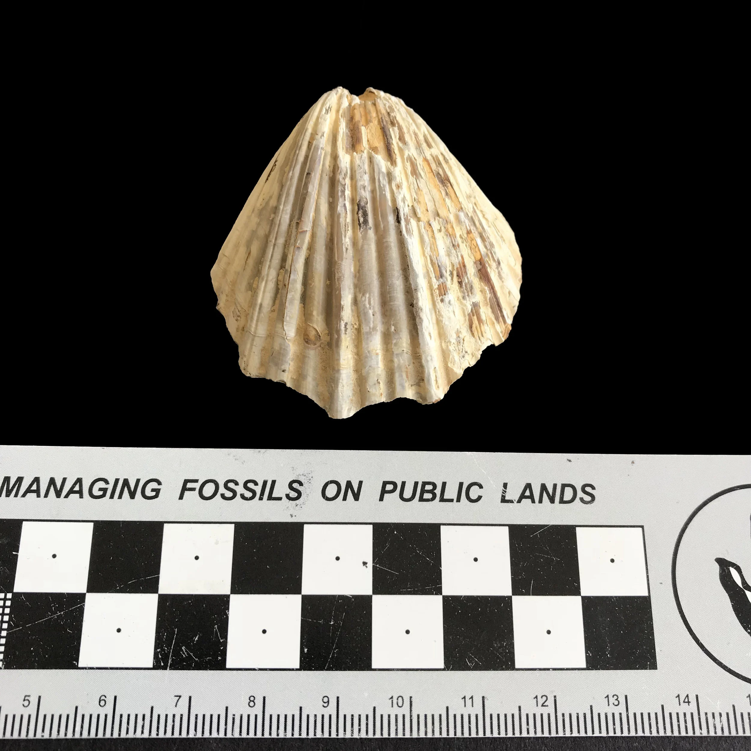 Neithia #1132 Grayson Marl Formation Denton Co., TX