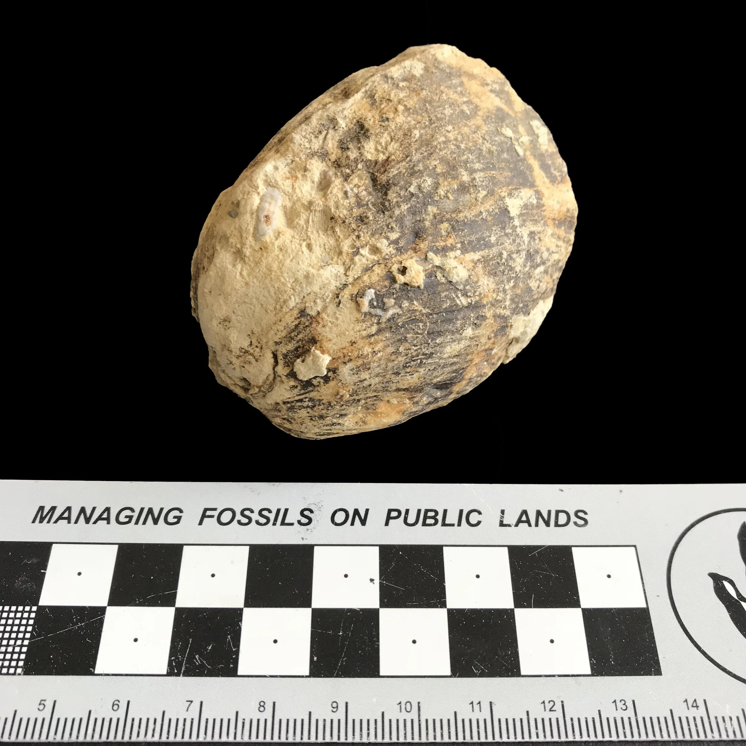 Pachymya #1139 Grayson Marl Formation Denton Co., TX