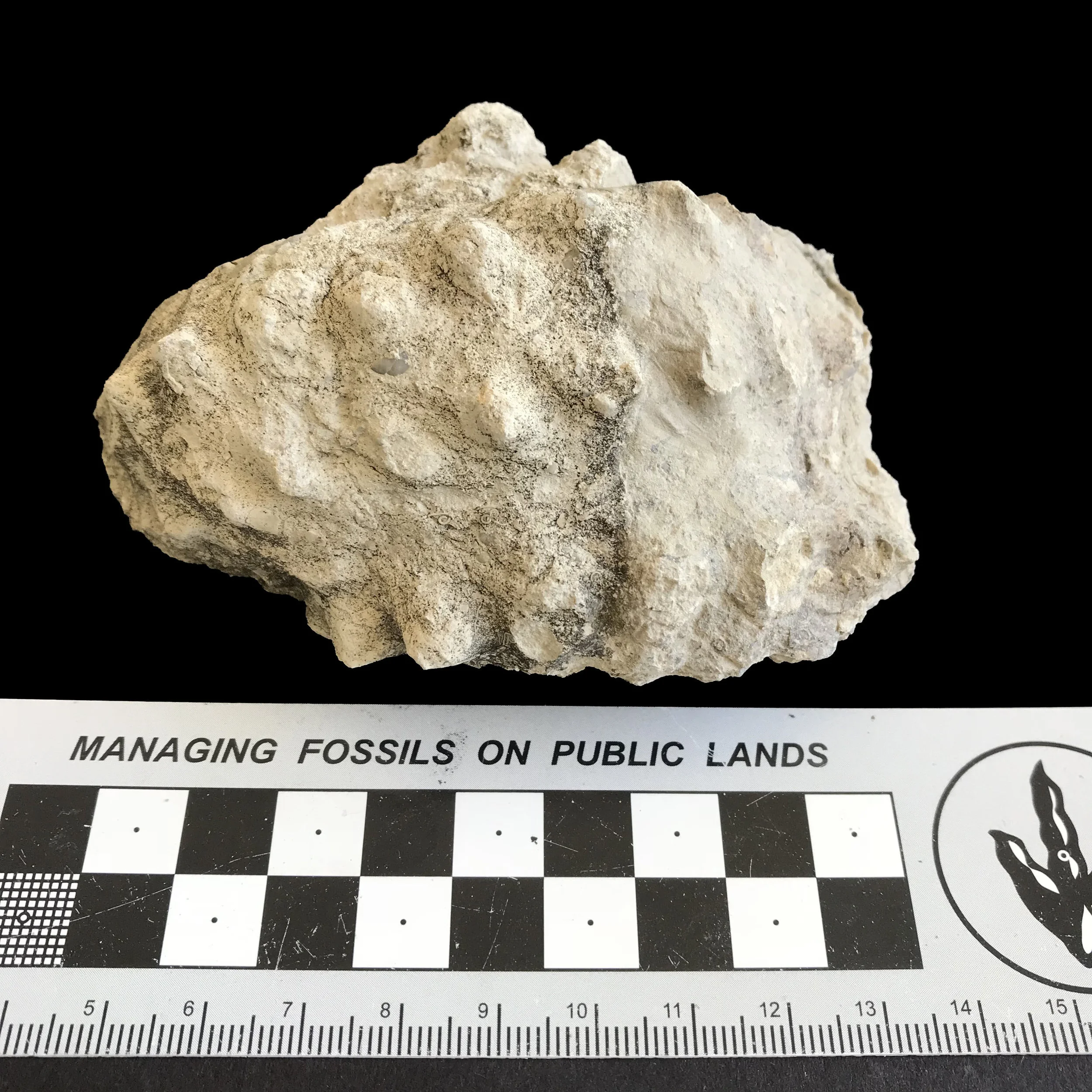 Mariella worthensis #1146f Grayson Marl Formation Denton, TX