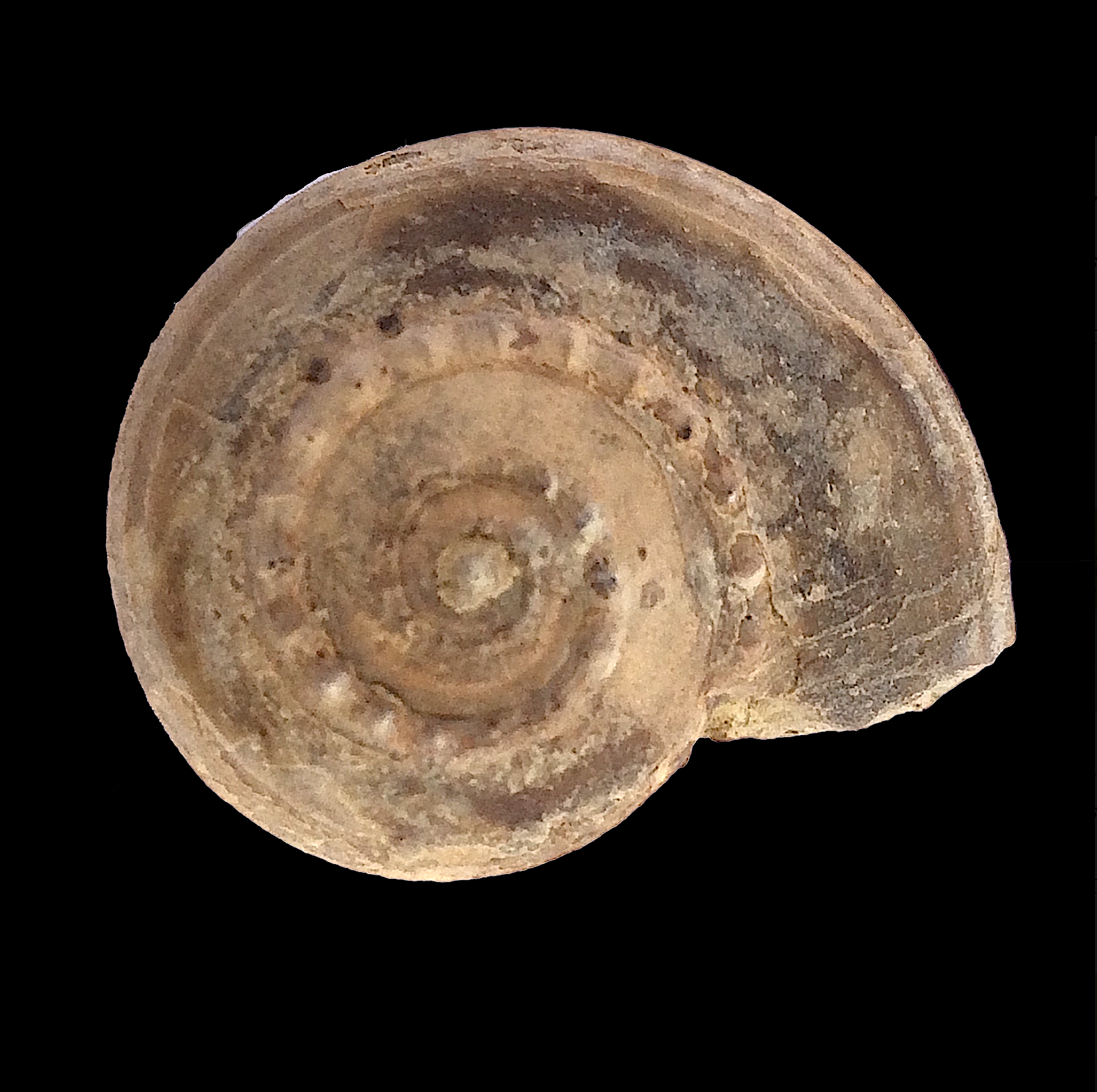 Trepospira illinoisensis #436 Graham Formation (Finis Shale) Jacksboro, Jack Co., TX