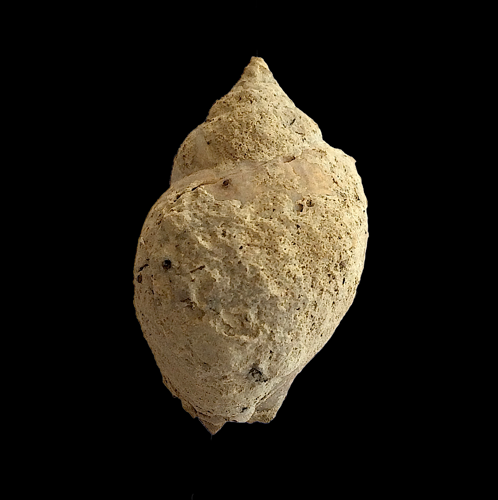 Soleniscus primigenius #437 Graham Formation (Finis Shale) Jacksboro, Jack Co., TX