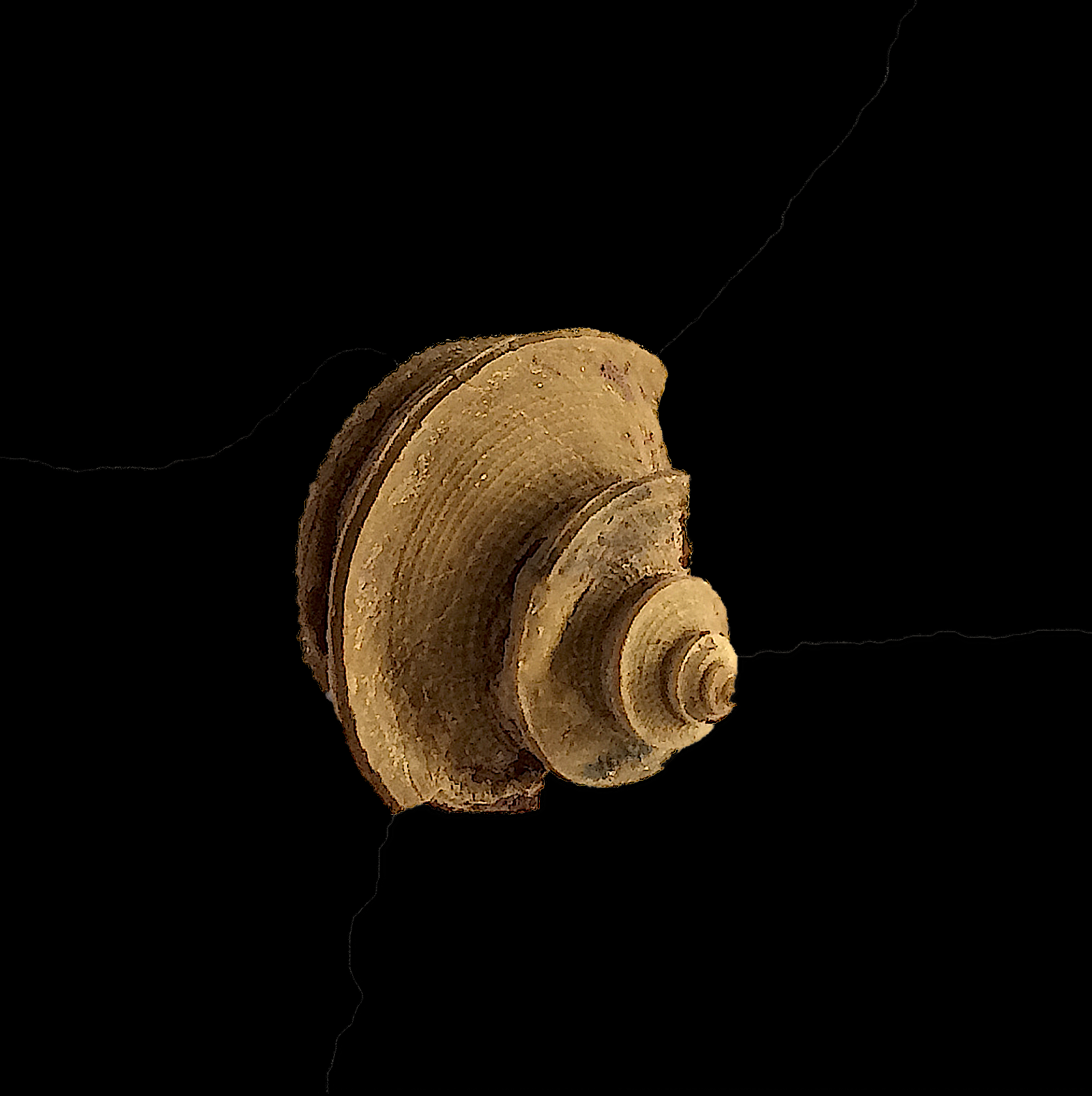 Worthenia tabulata #454c Graham Formation (Finis Shale) Jacksboro, Jack Co., TX