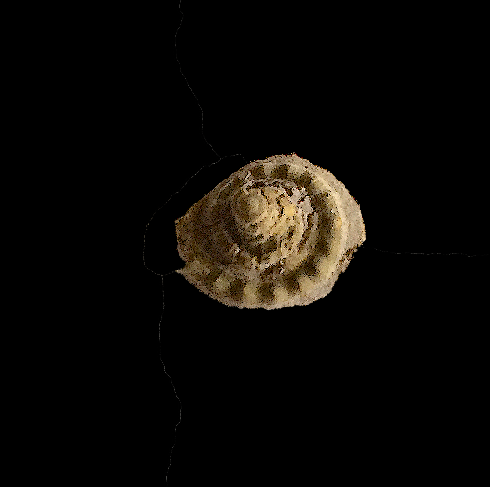 Ananias tularosaensis #454d Graham Formation (Finis Shale) Jacksboro, Jack Co., TX