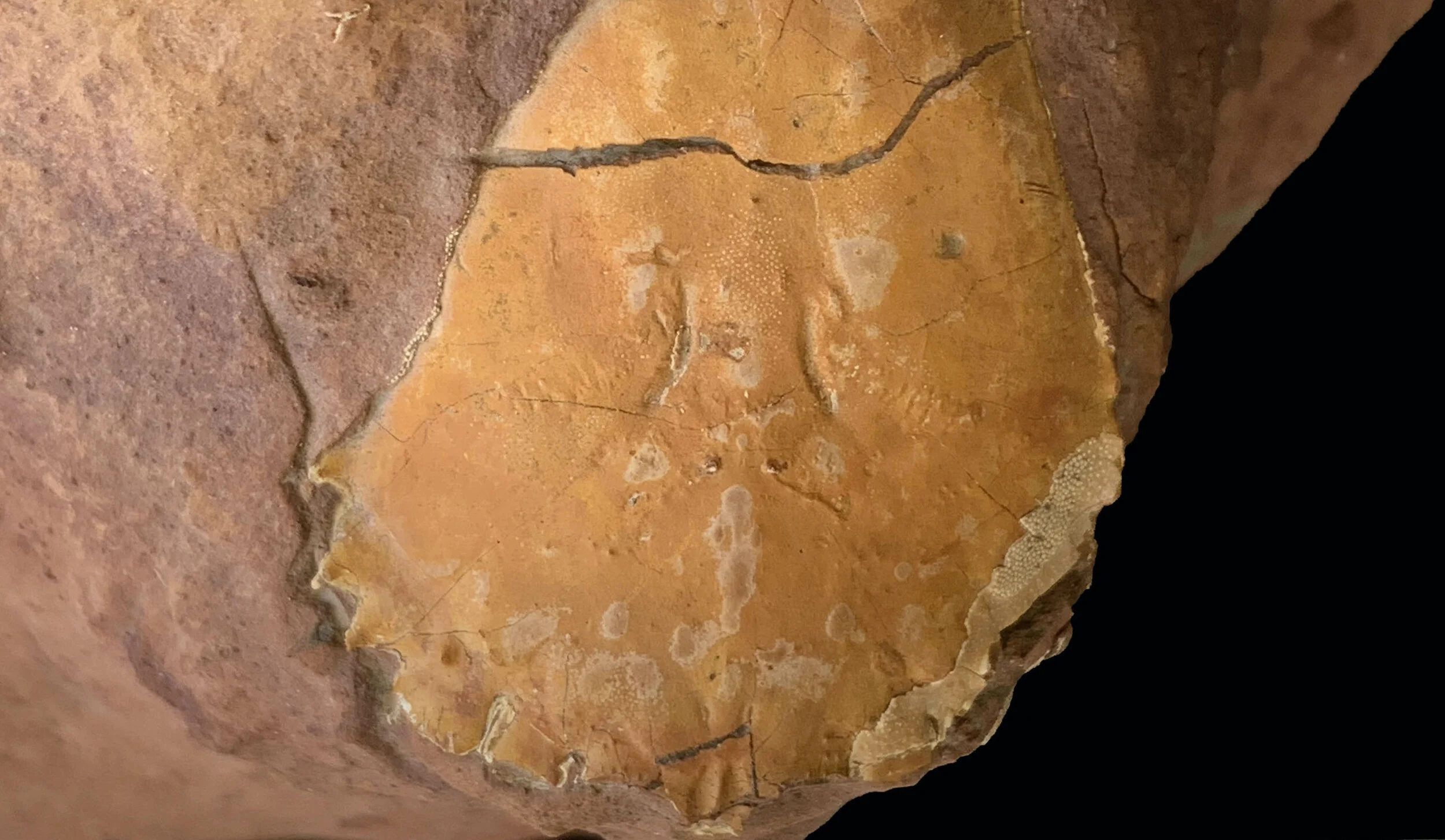 1289Crab Cretacoranian dichrous copy.jpeg