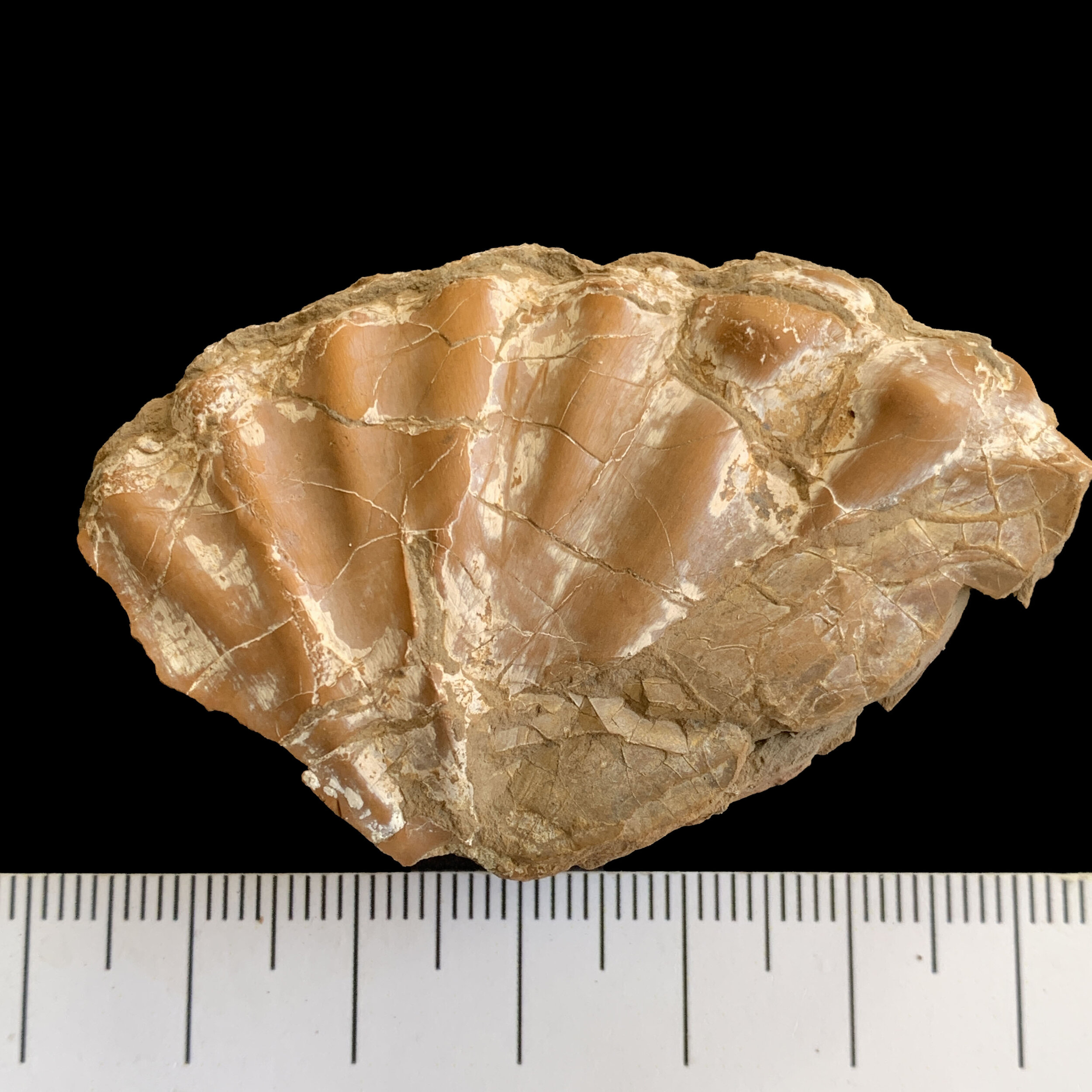 1292bMetiococeras whitei.JPG
