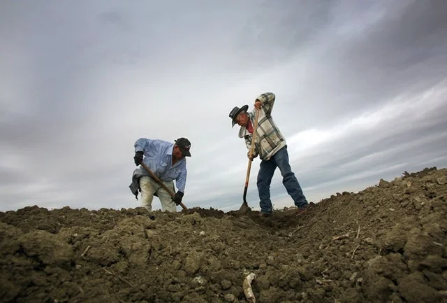 Jose Ortega, left and Fidel Meza work the soil in Lemoore, Calif. The state’s new Healthy Soils Initiative gives money to farmers and ranchers to experiment with building healthy soil for “carbon farming.”AP/Gary Kazanjian