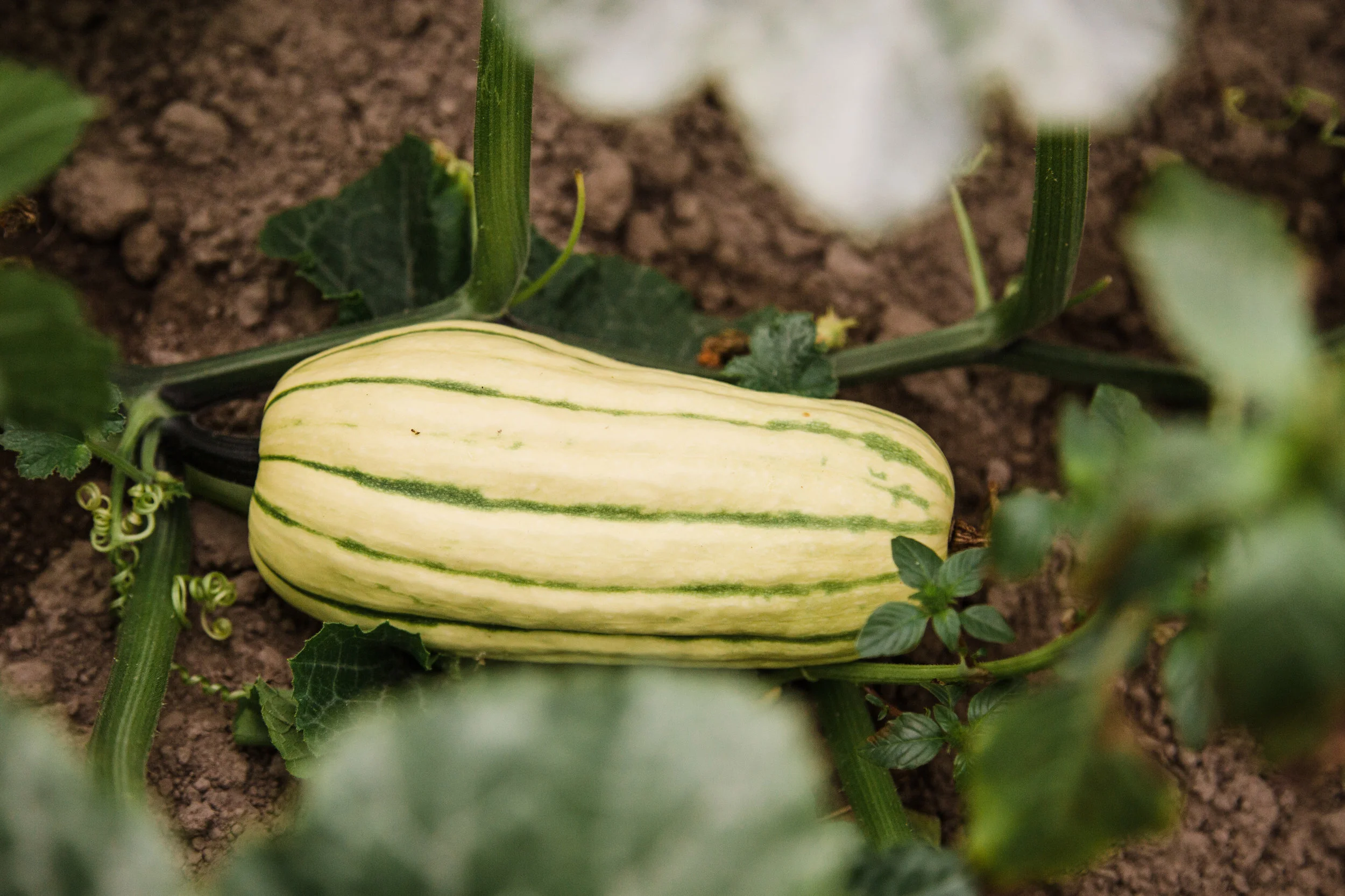 Delicata Squash.jpg