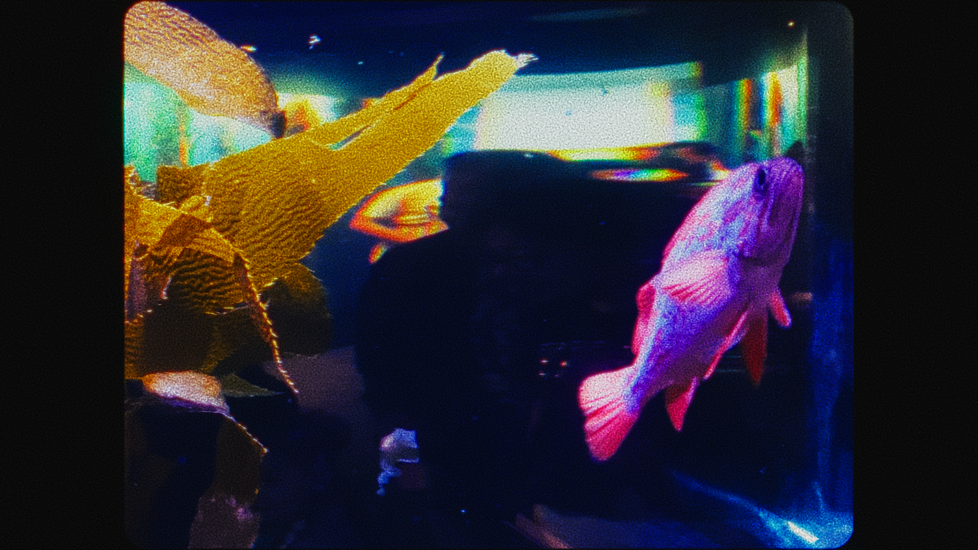 I WILL BE A FISH FOR ONE DAY