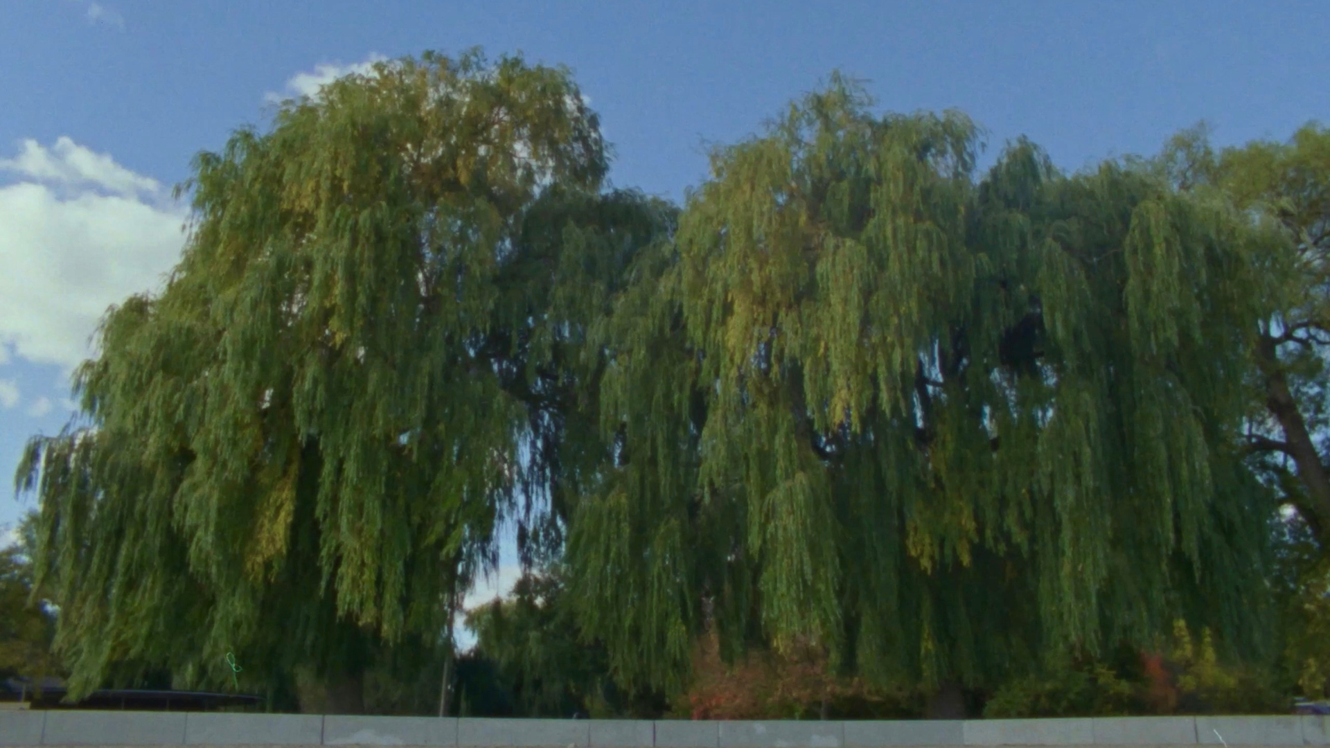 WILLOW WORLD