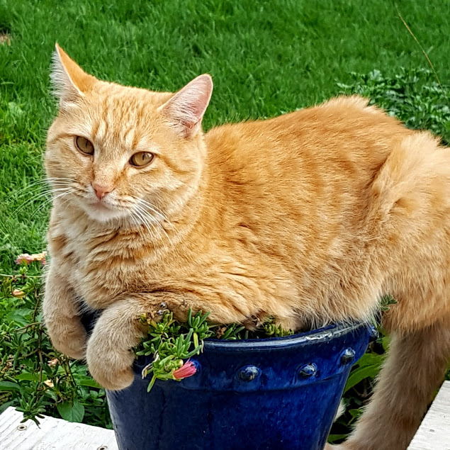stubbs on a pot.jpg