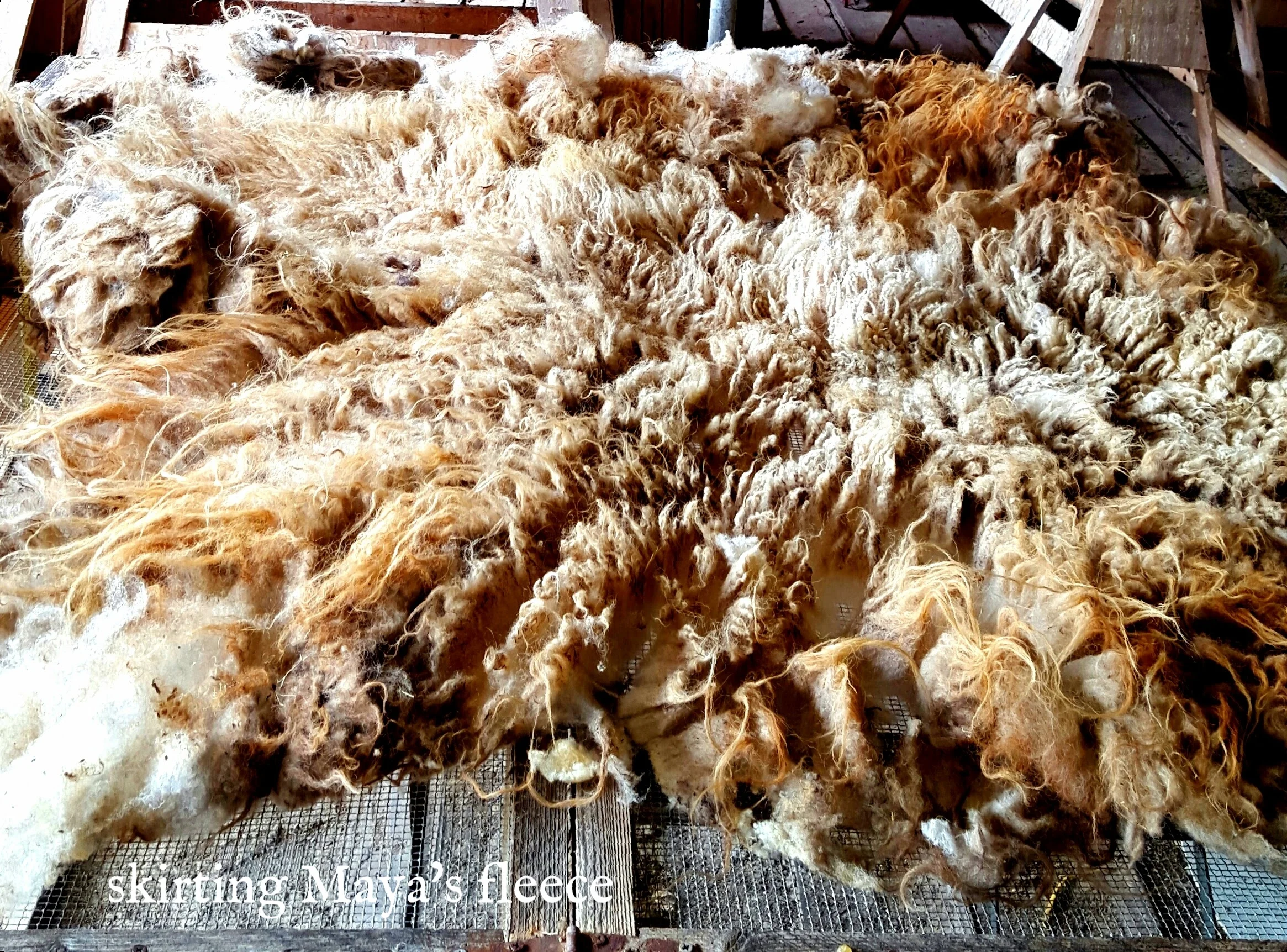 Fleece 