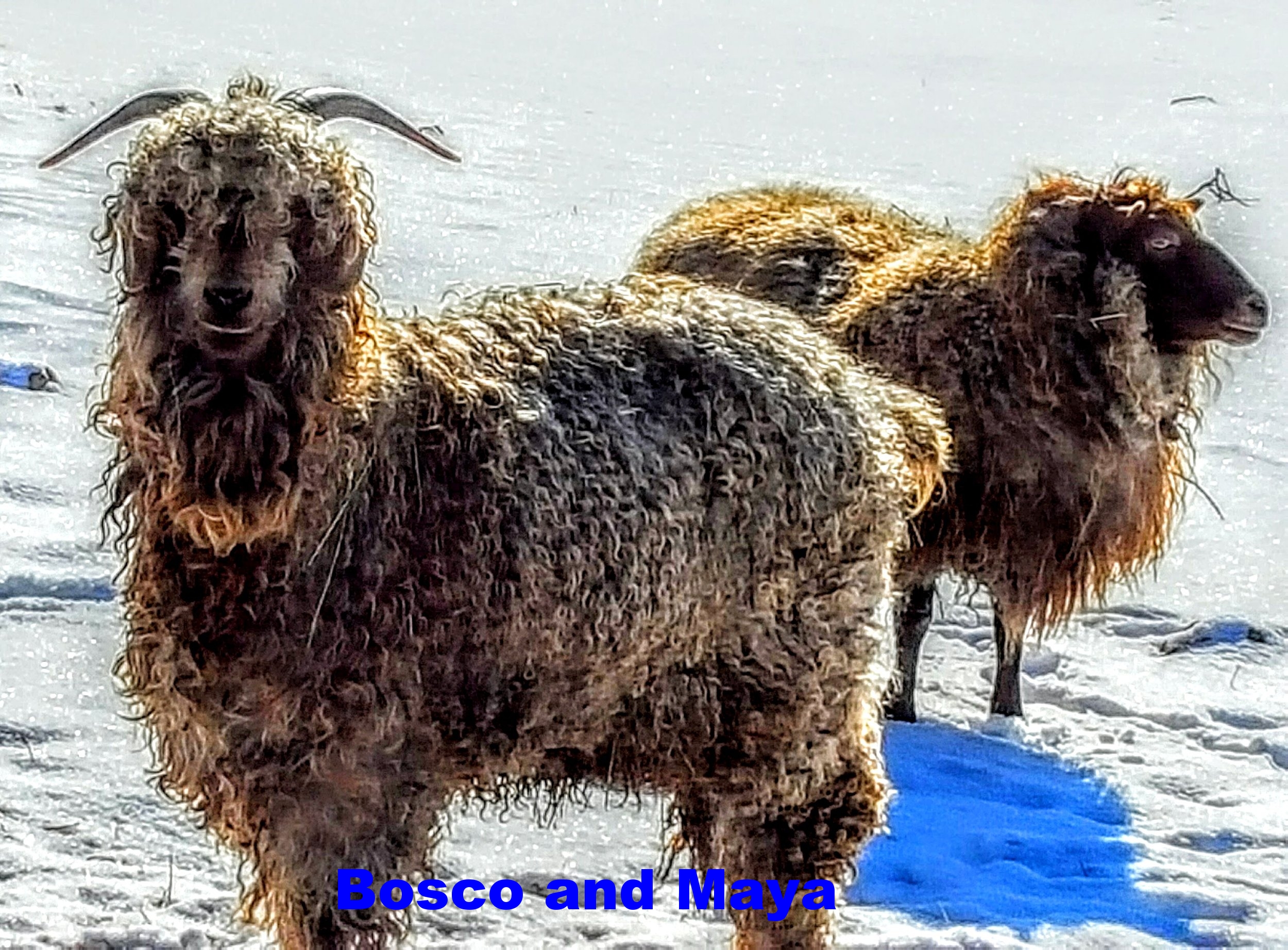Bosco the Angora goat and Maya the icelandic Ewe