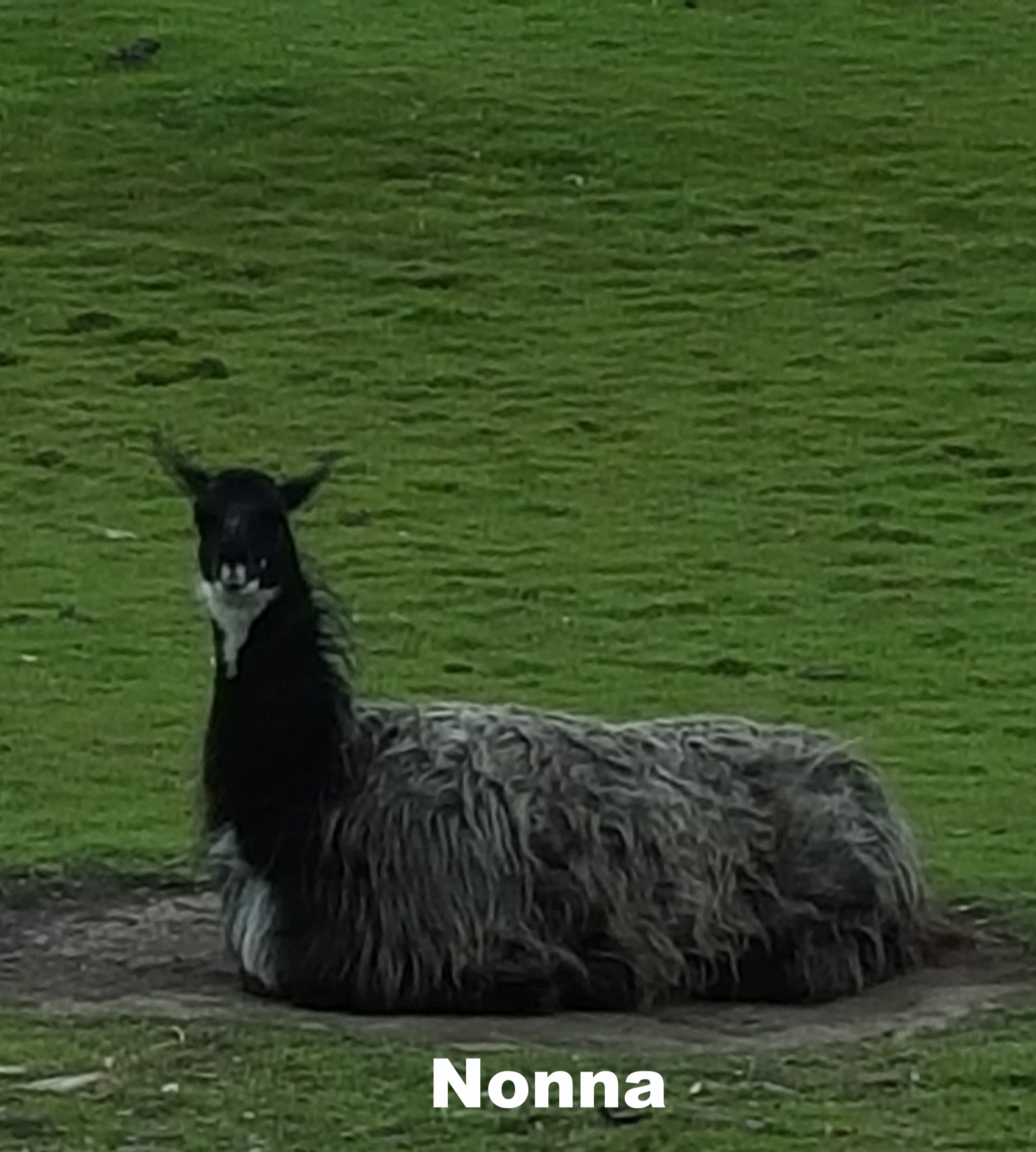 nonna the llama