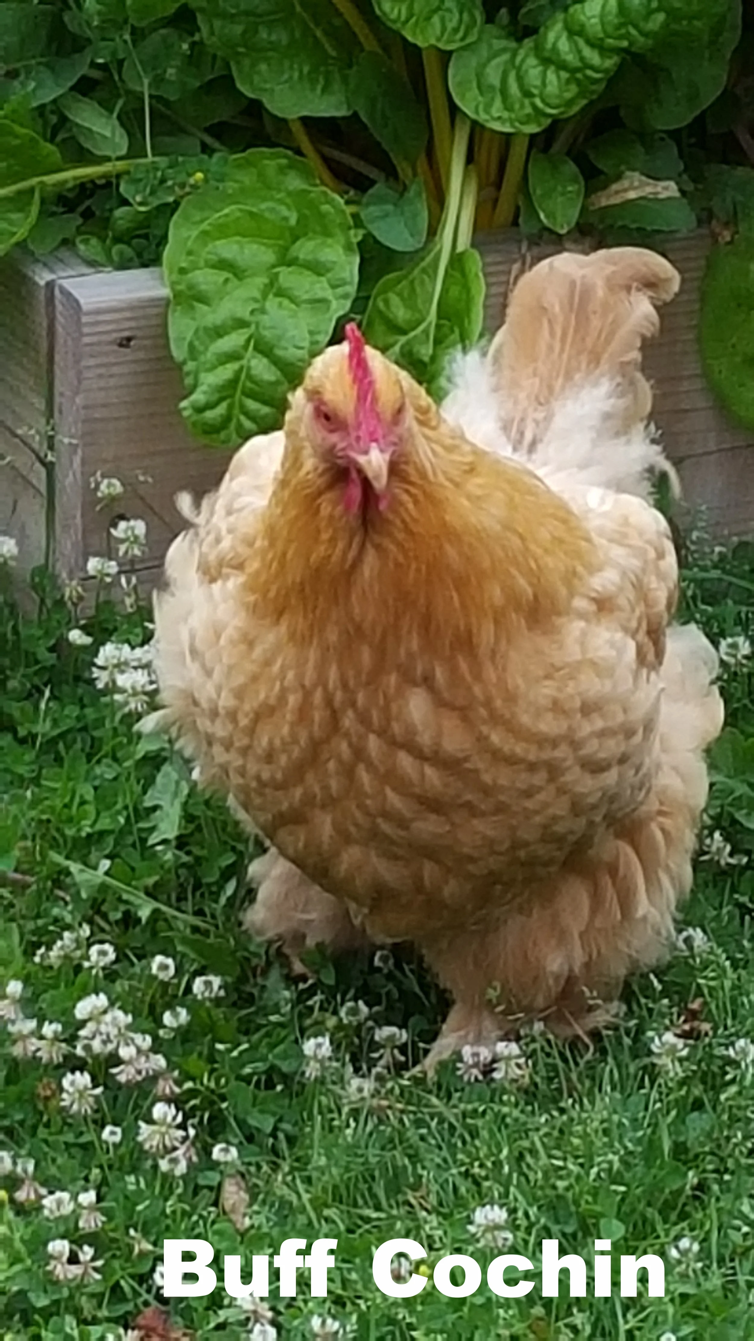 buff cochin