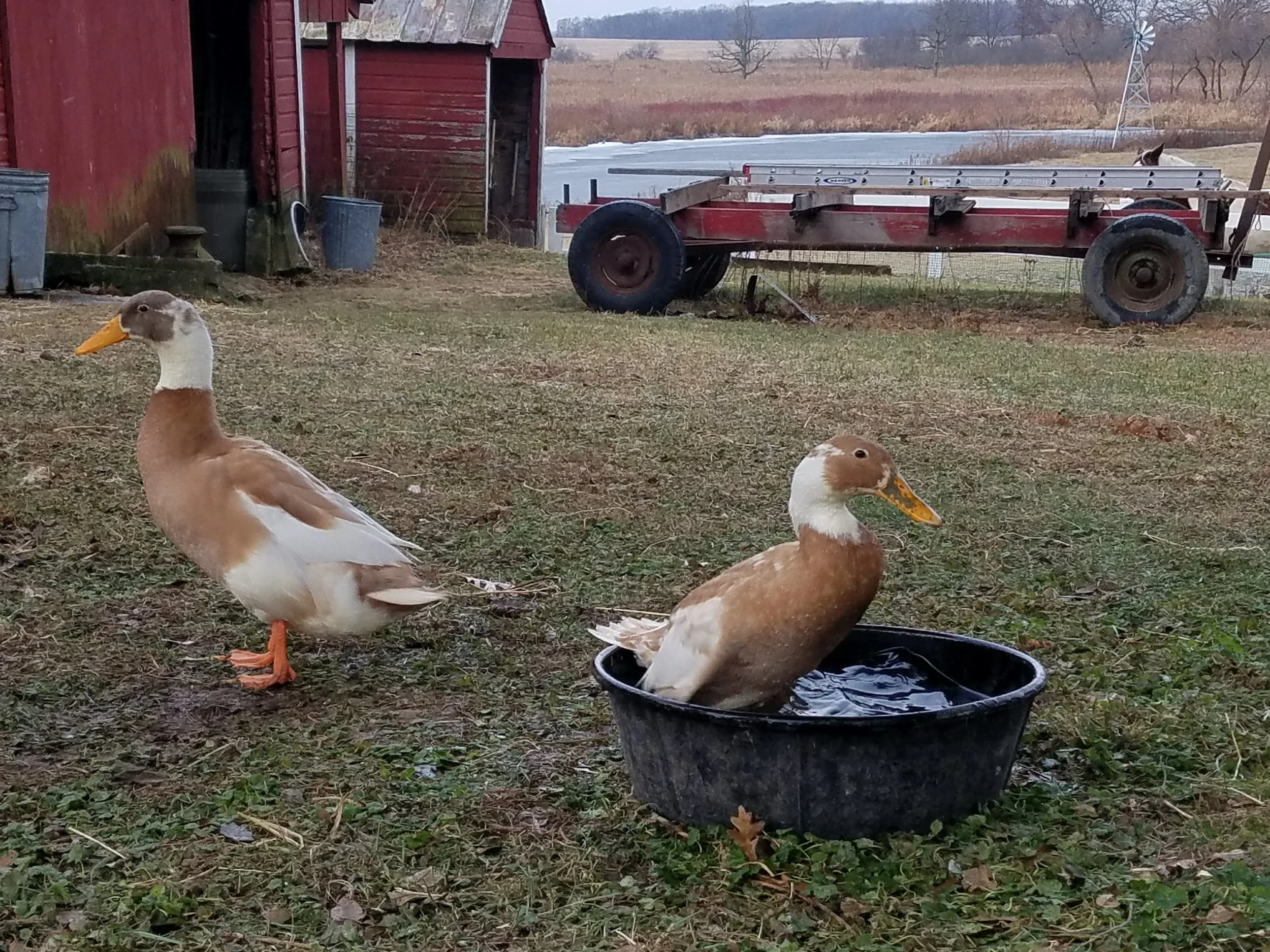 indian runner ducks