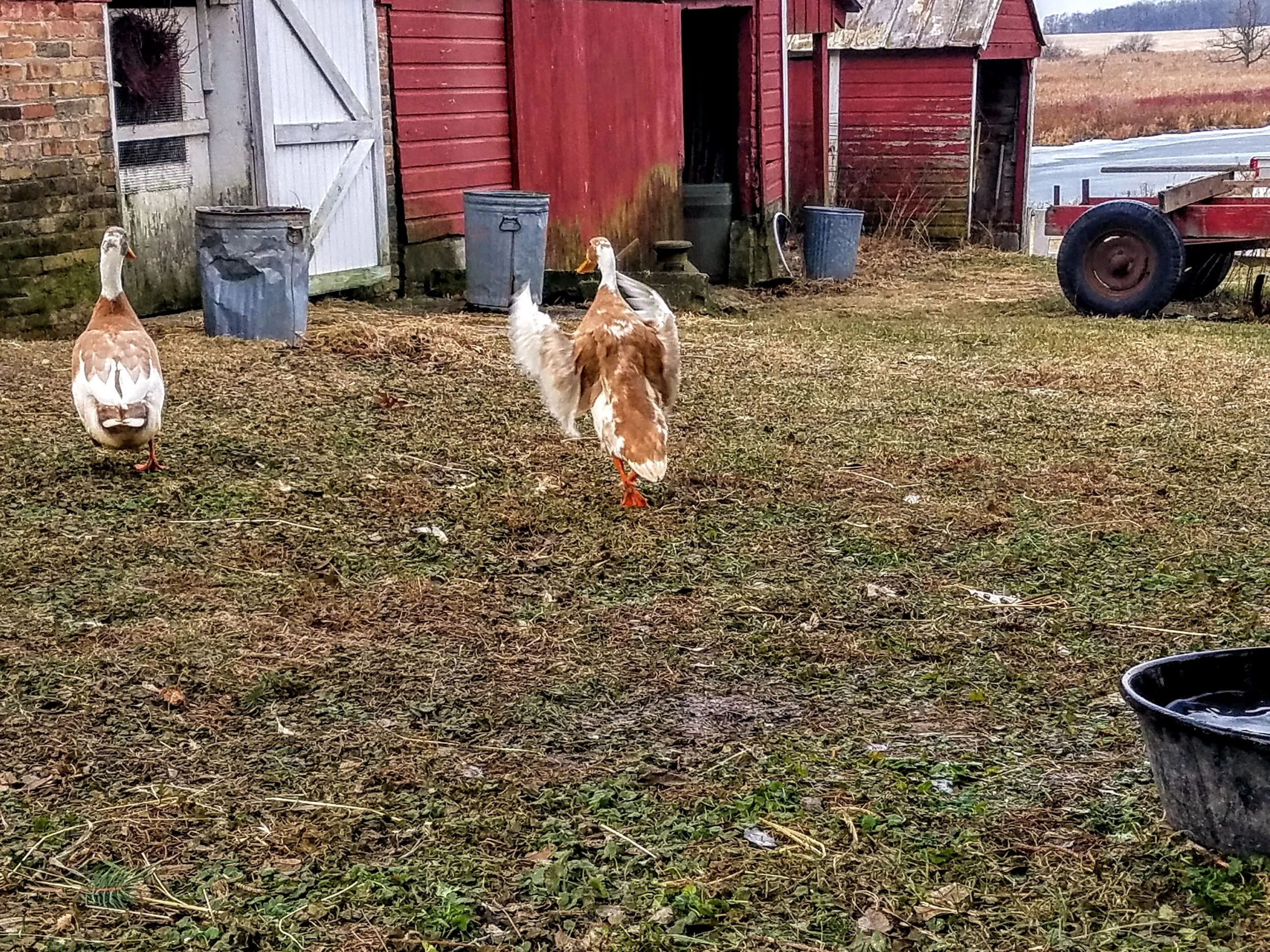 indian runner ducks running