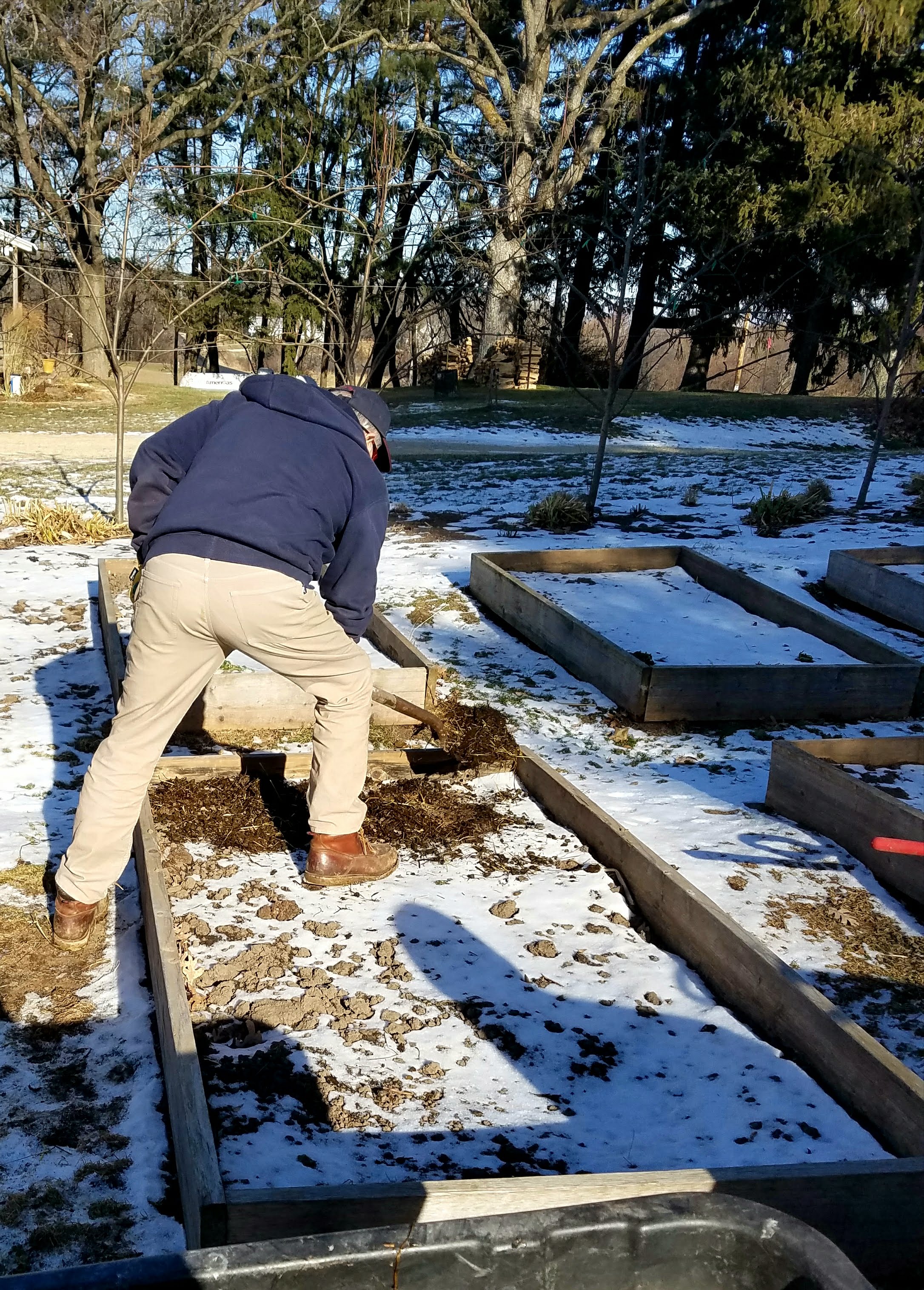 spreading manure in raised bed