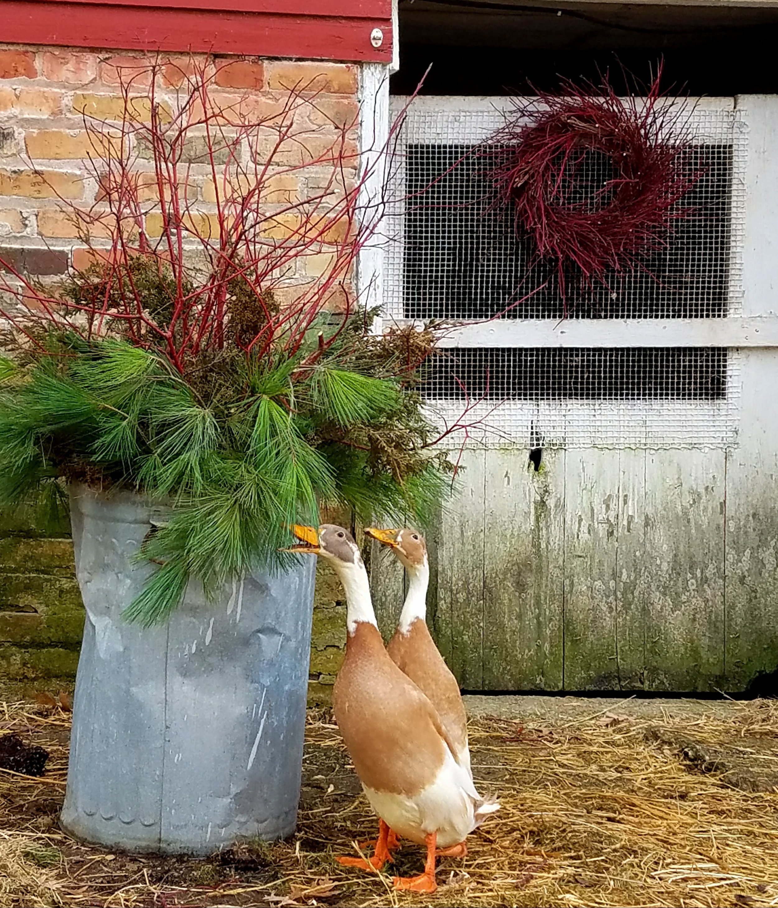 indian runner ducks with winter container