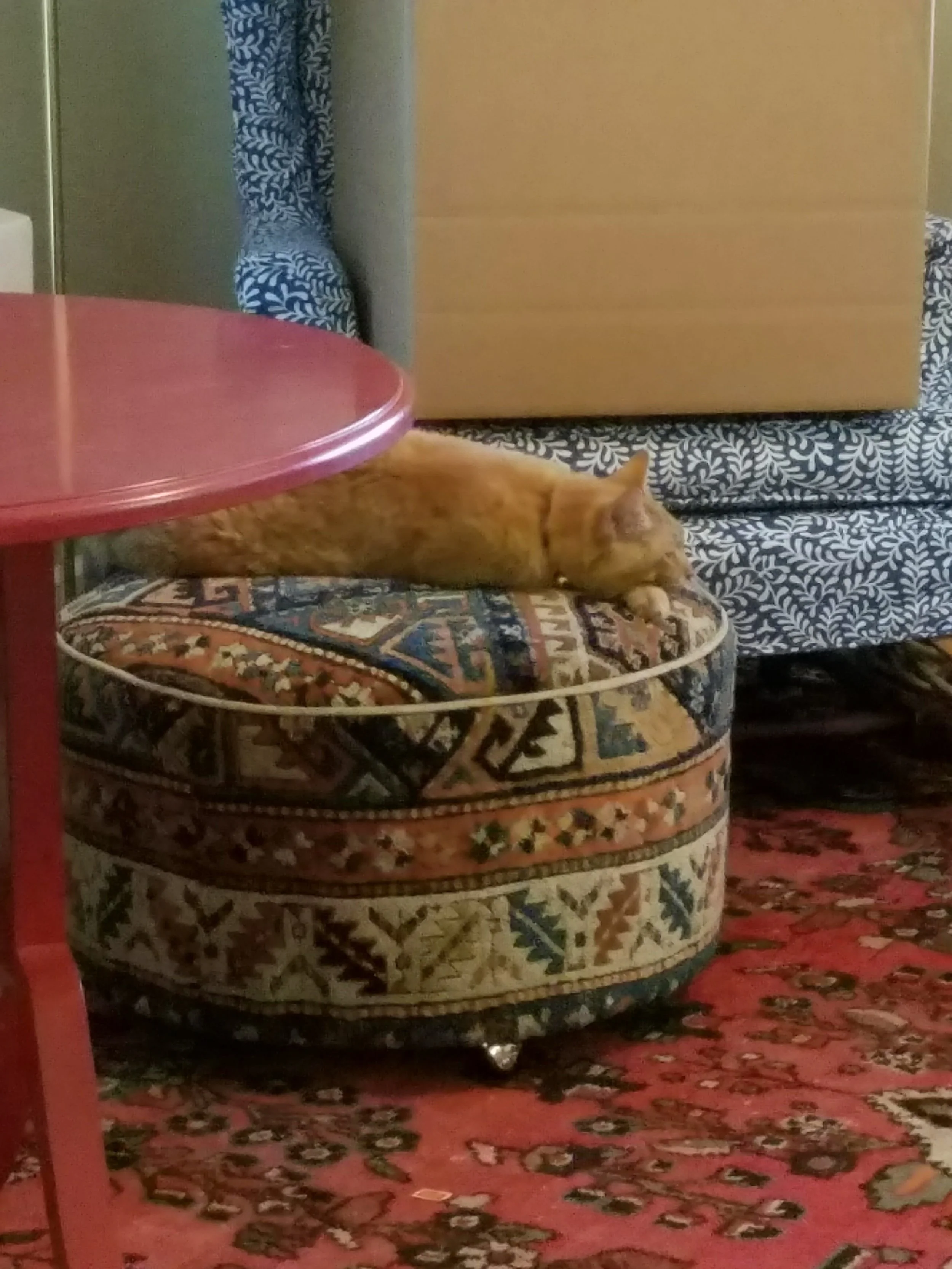 Bruiser makes the trip and stakes out his perch