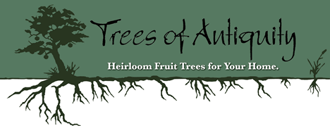 Heirloom tree source