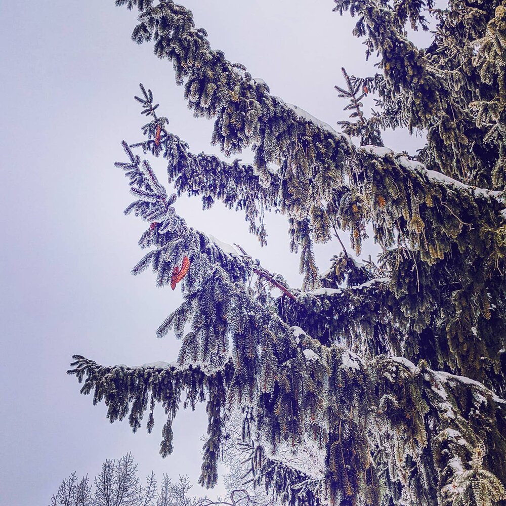 spruce treasures sometimes they fall down in the late summer wind but some just hang on through the winter. like Christmas decorations.

I love these spruces that encircle our little farm cottage

they are like big uncle's with their huge arms huggin