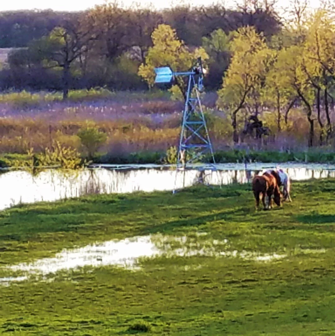 wet spring.jpg