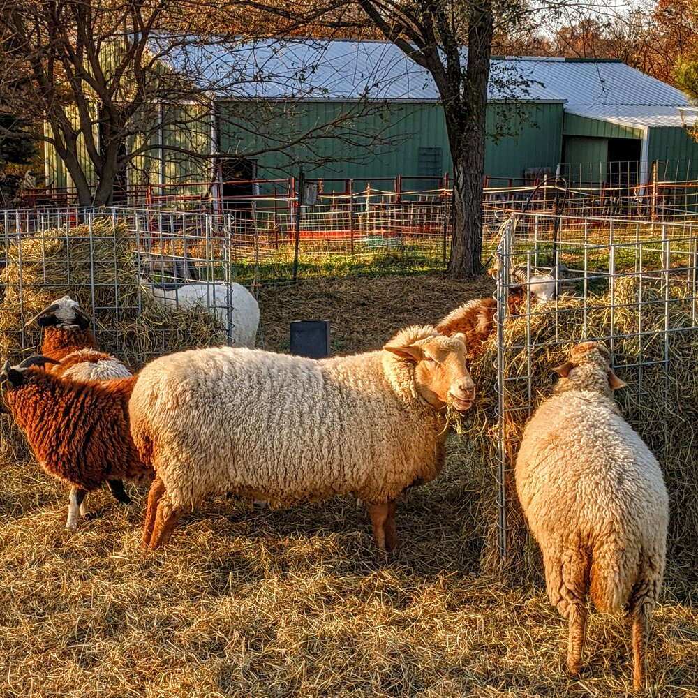 Bluffwood Landing Farm flock