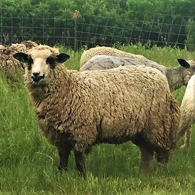 Romeldale CVM sheep
