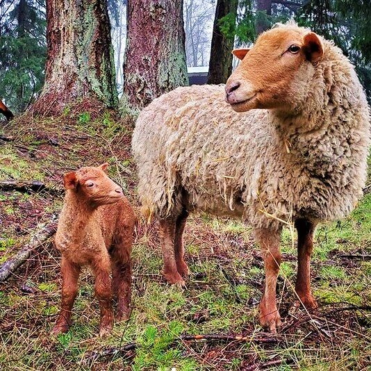 Tunis Ewe and lamb