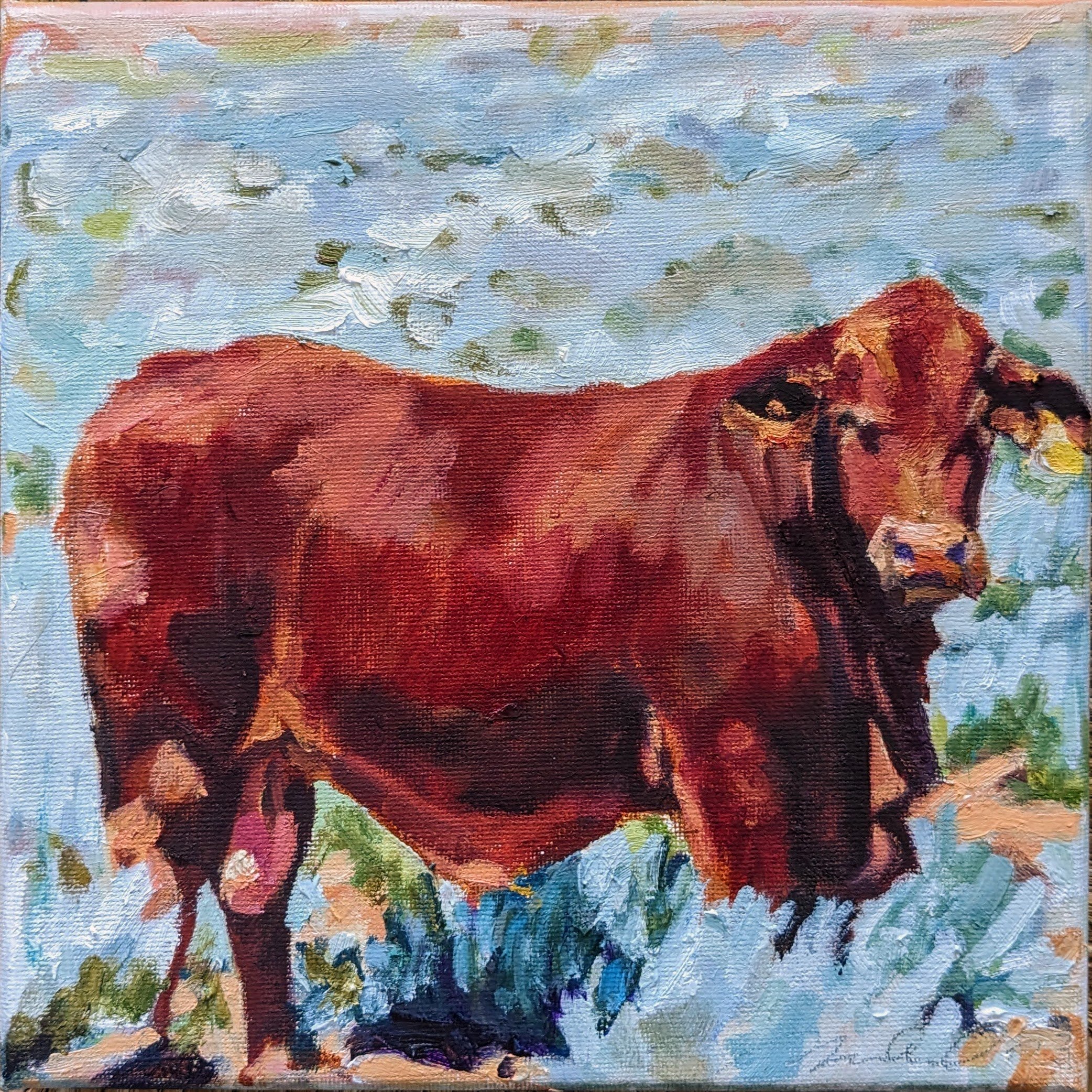 Beefmaster Bull