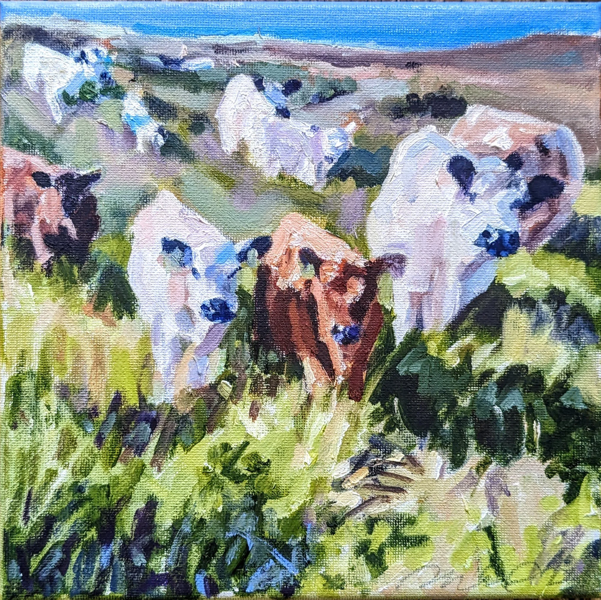 Galloway Cattle