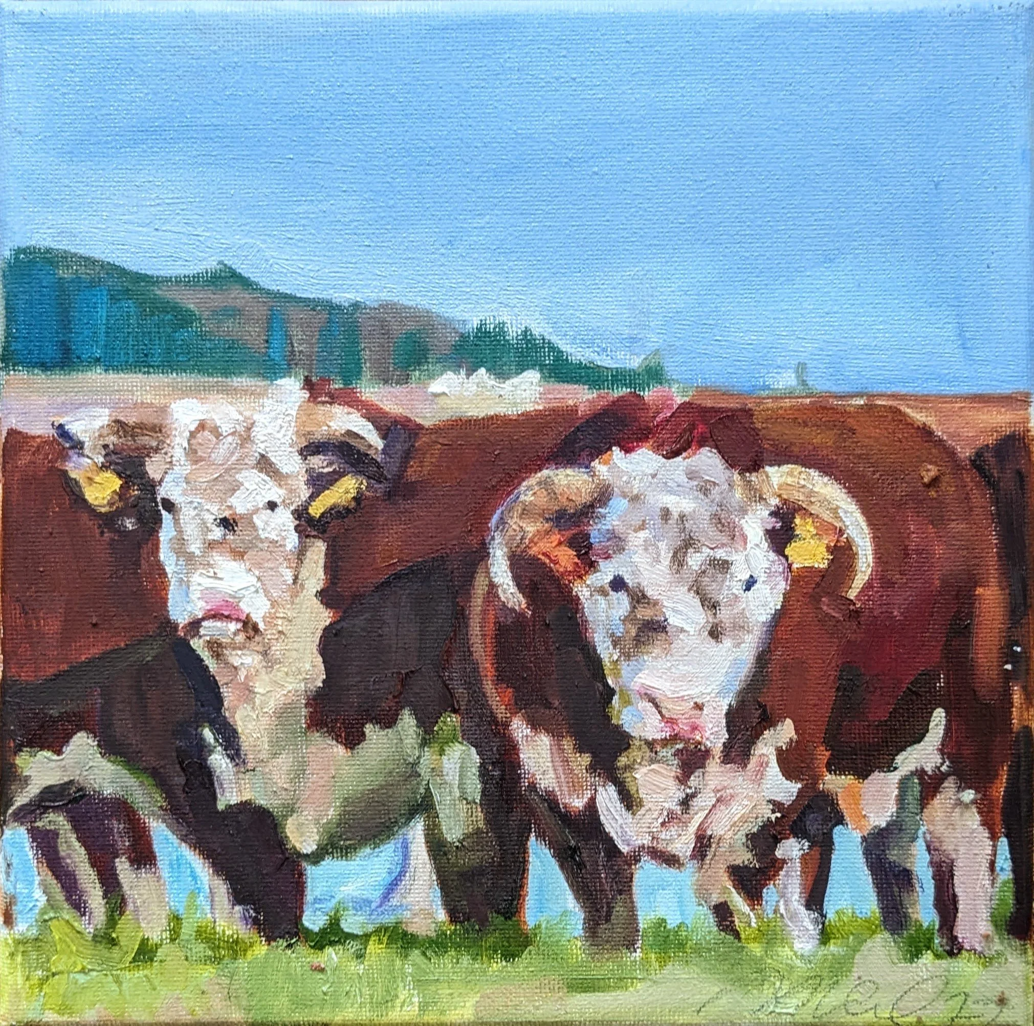 Hereford Cattle
