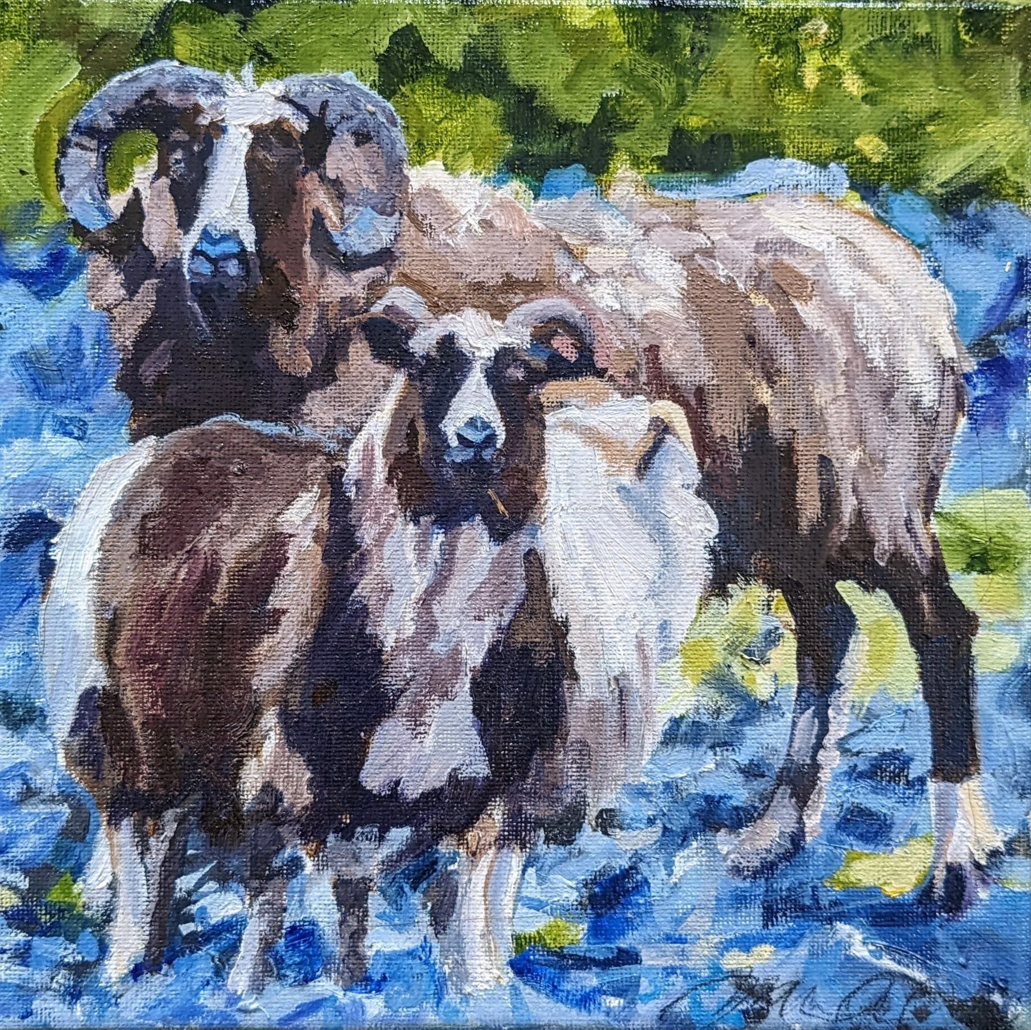 Icelandic Sheep