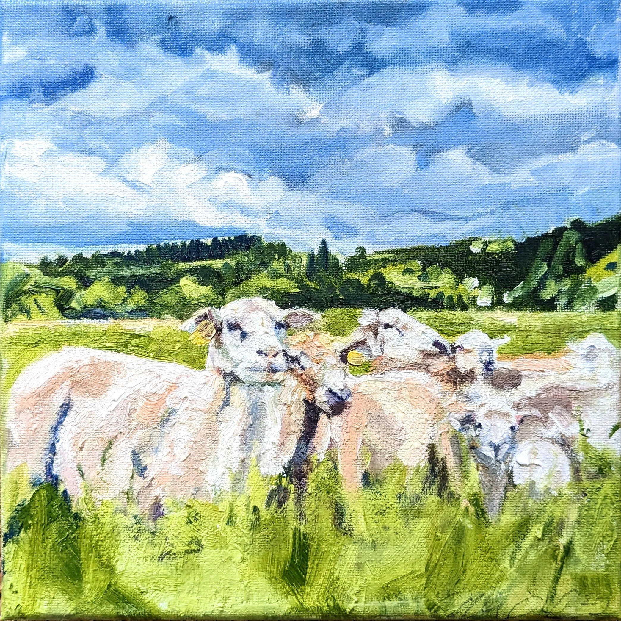 Katahdin Sheep