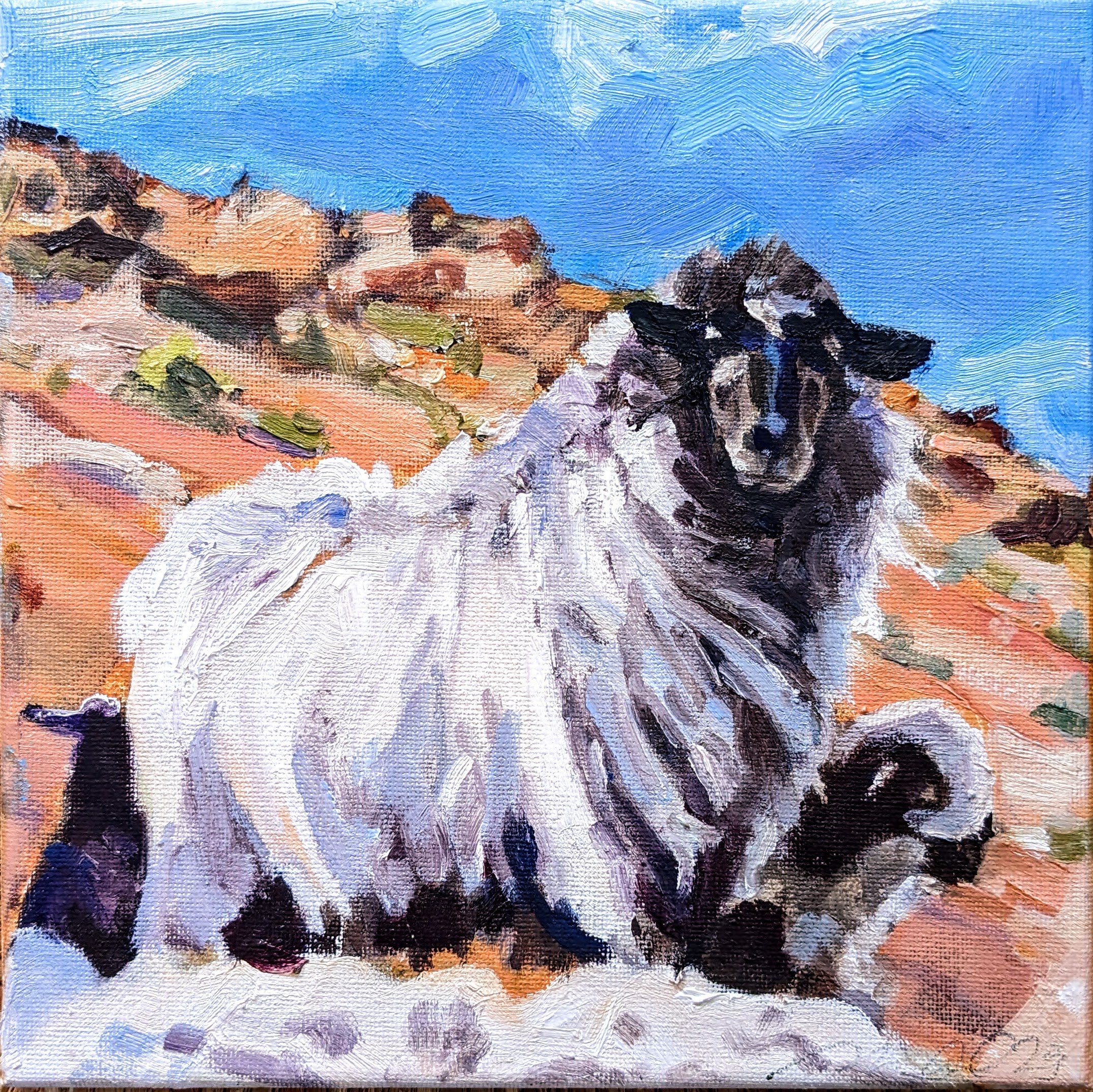 Navajo Churro Sheep