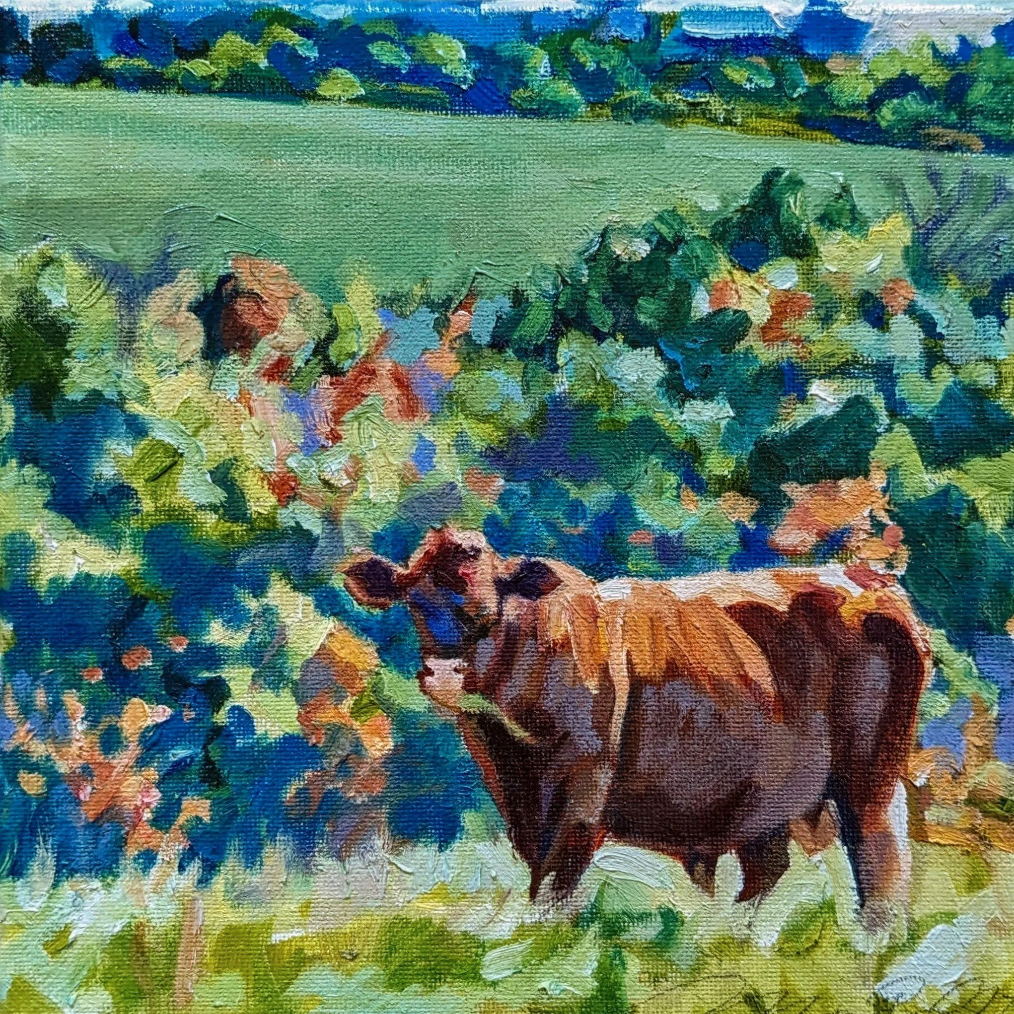 Red Devon Bull