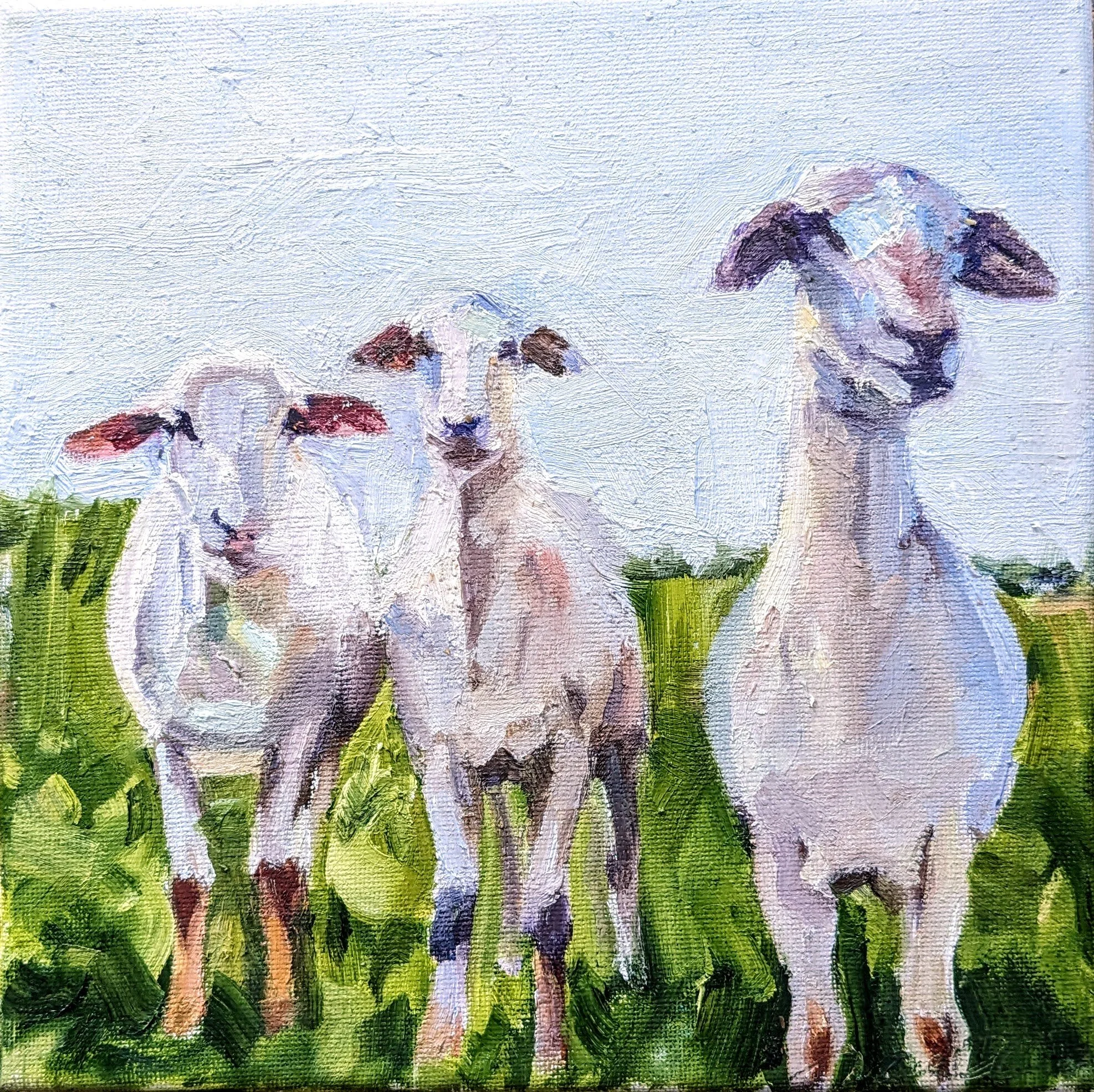 St. Croix Sheep 