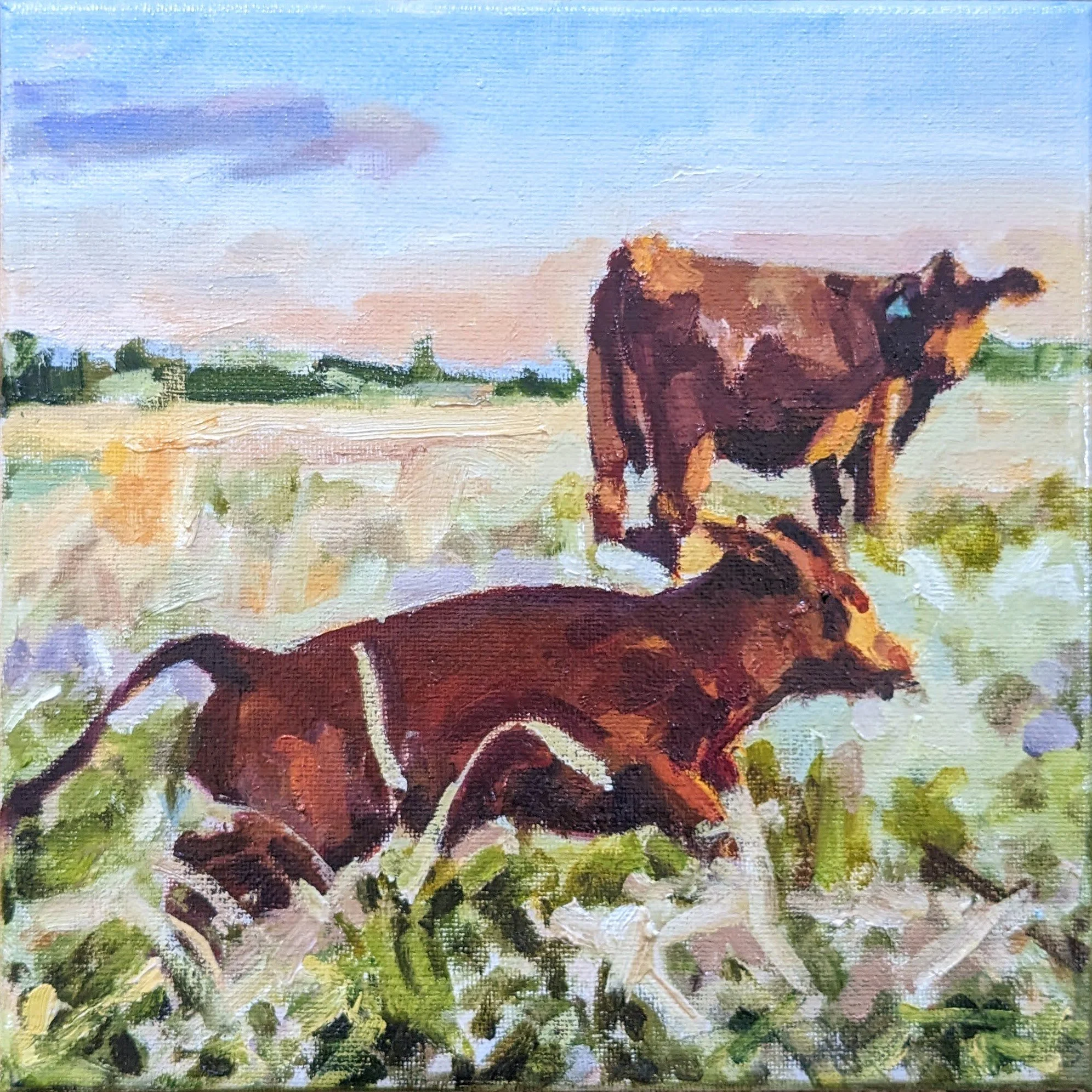 South Poll Cattle