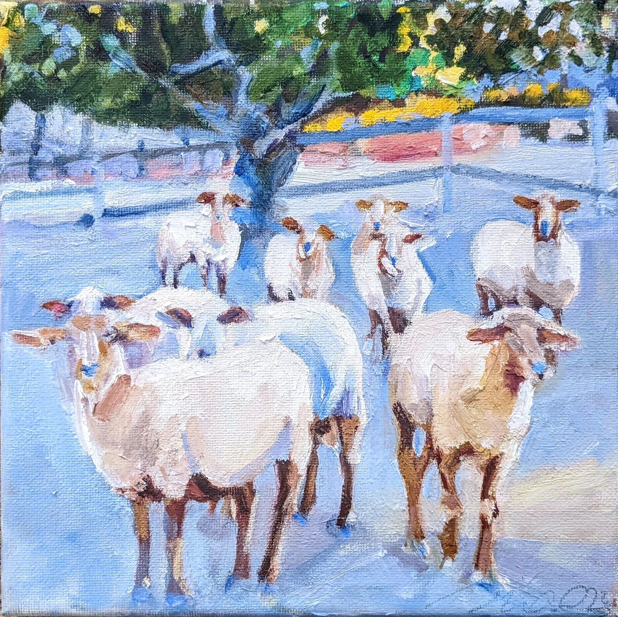 californiaredsheep.jpg