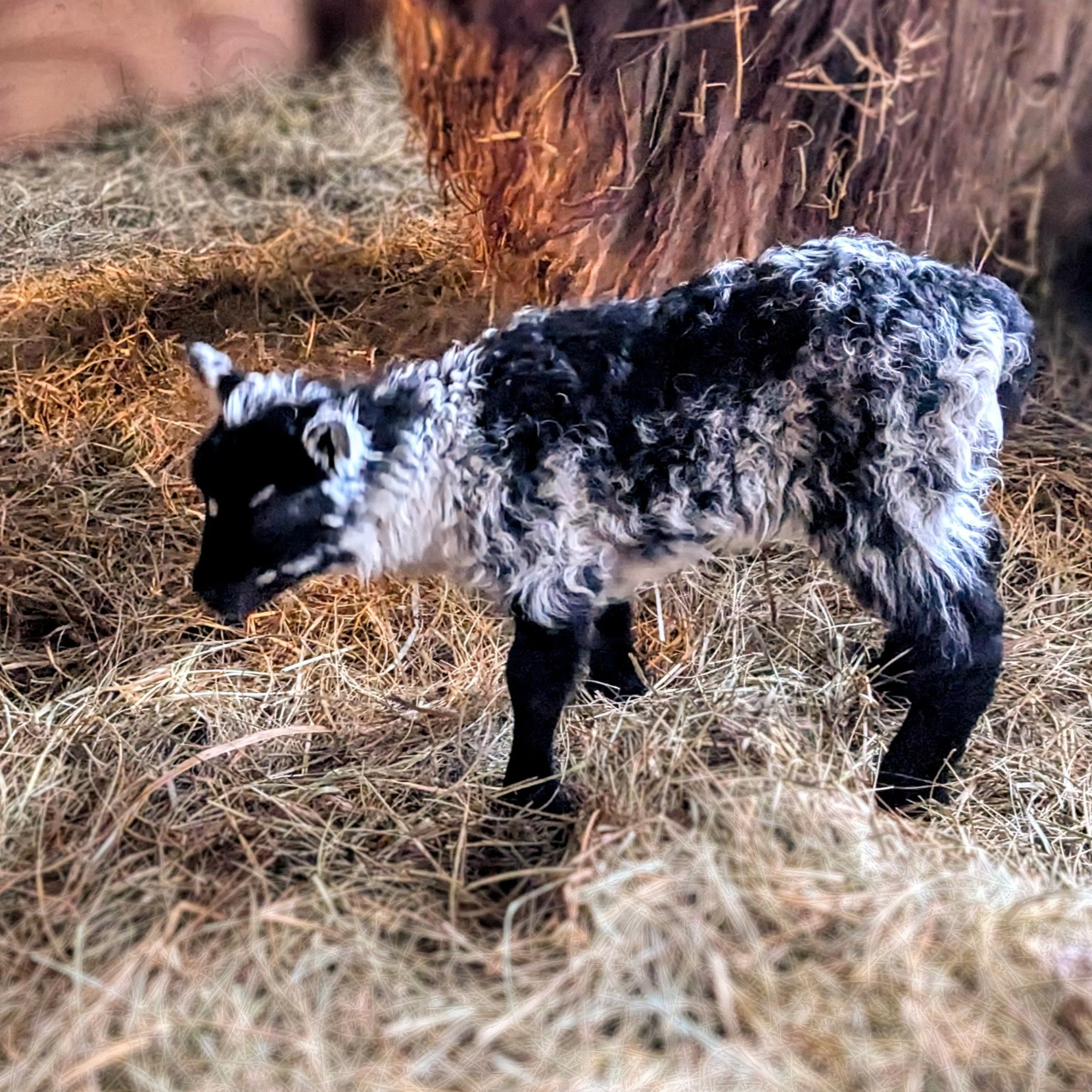 Good Friday, MOM-Marple ADOPTED by Ayn