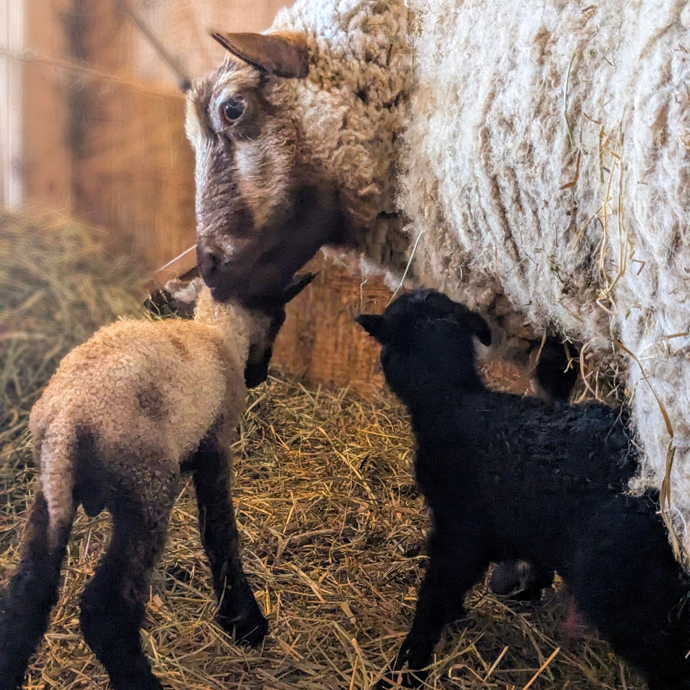 Damh, ram and Latte, ewe. MOM-Fiadh