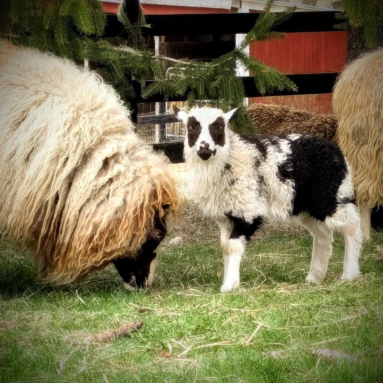 Finan, ram, MOM-Brida