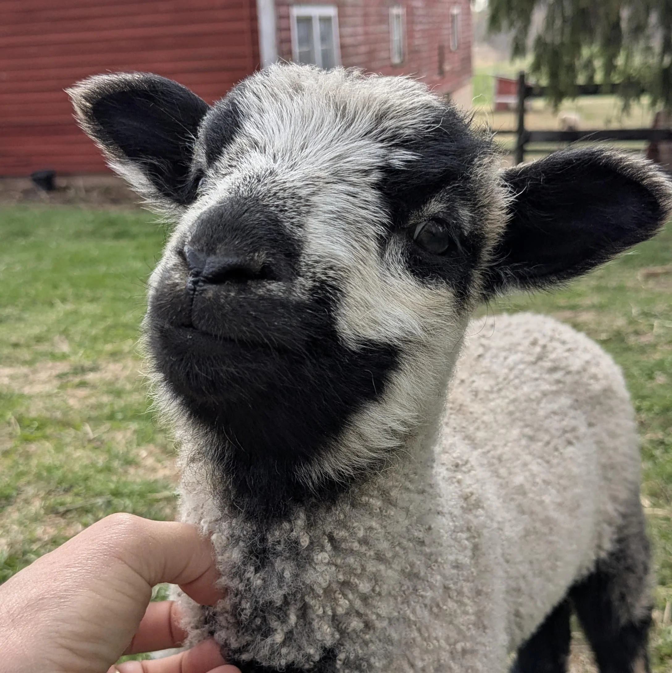 Bjorn, ram, MOM-Astrid