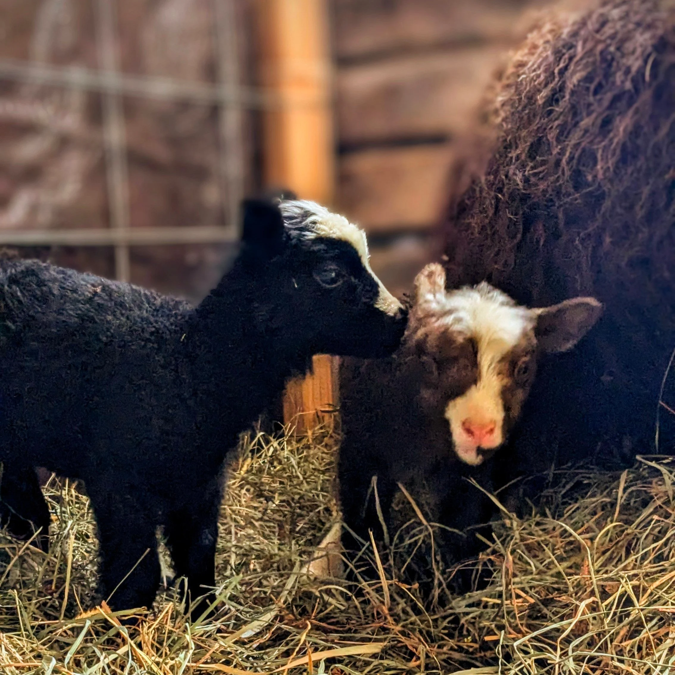 Fiona, black ewe, Flora, moorit ewe, MOM-Elsbeth