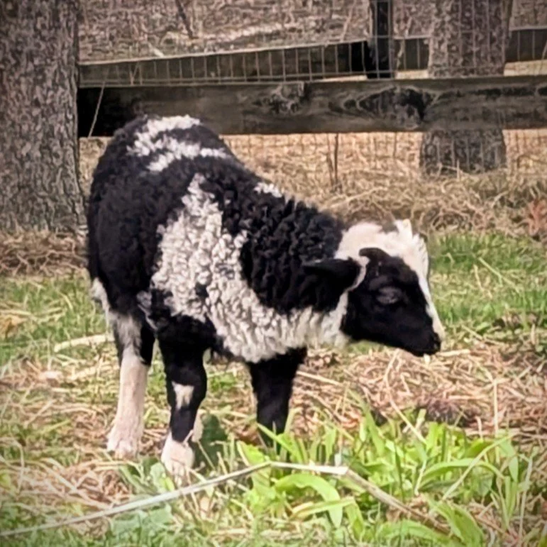Rowan , ram, MOM-Rose