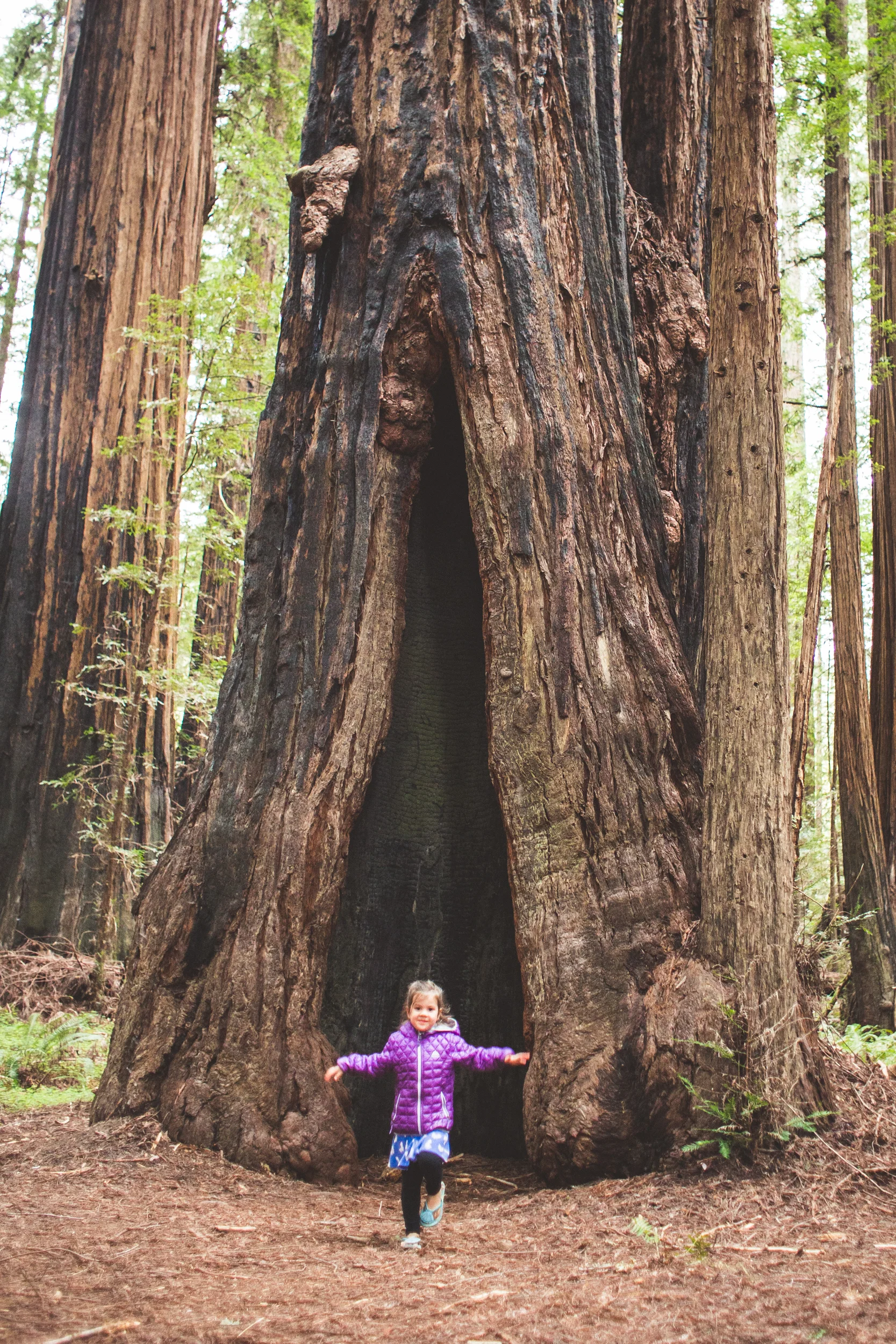 Redwoods-14.jpg