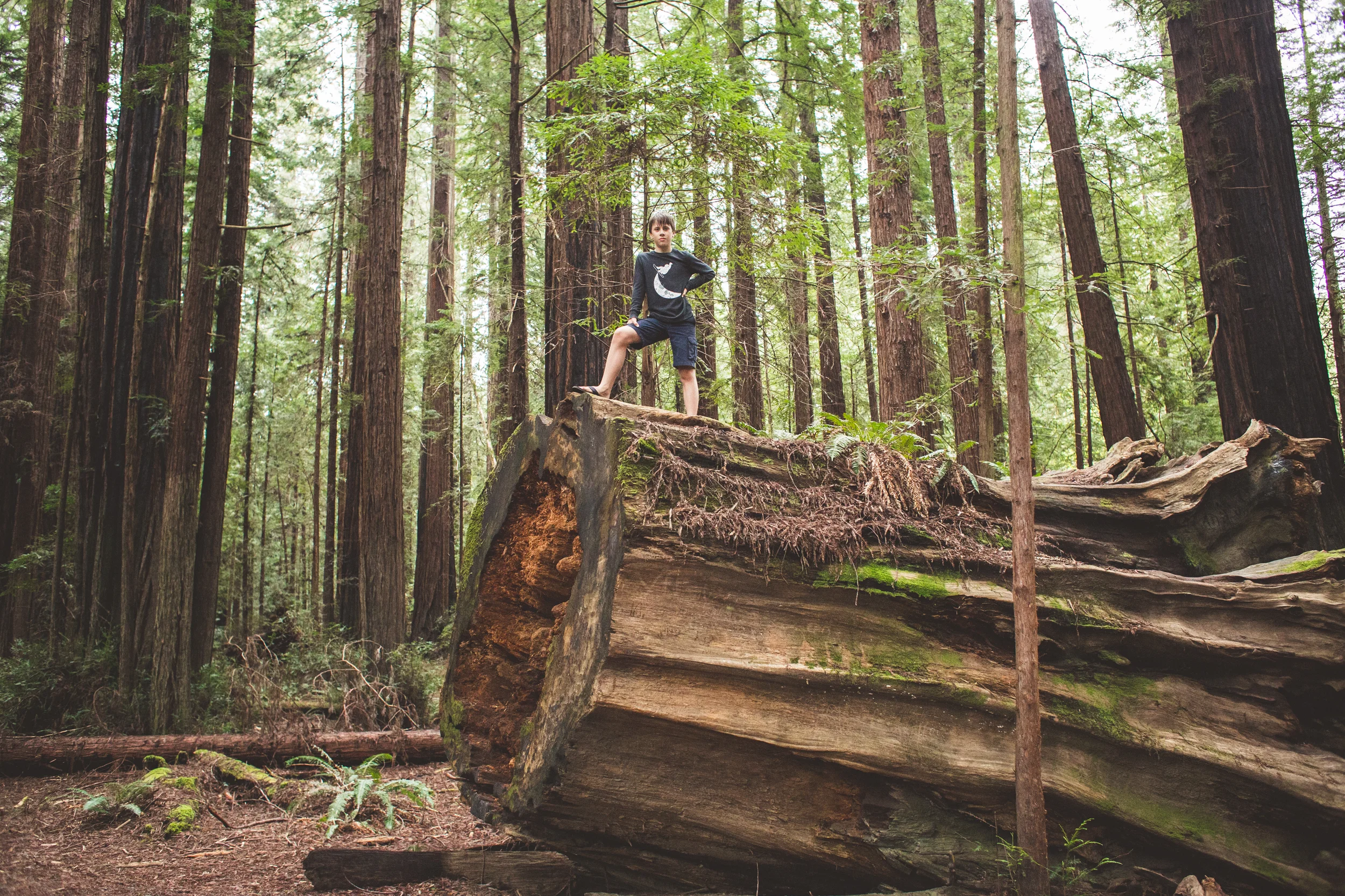 Redwoods-31.jpg