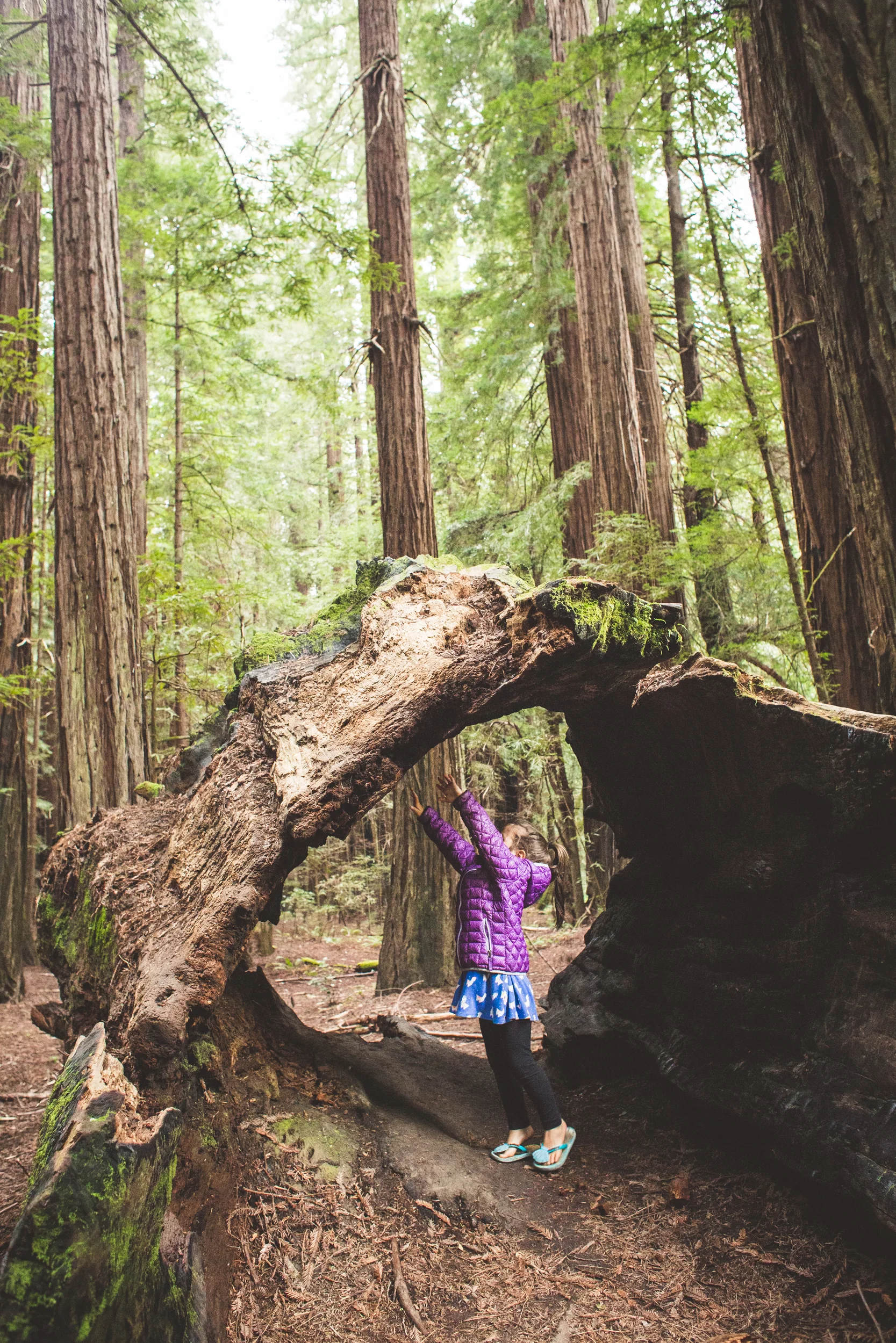 Redwoods-38.jpg