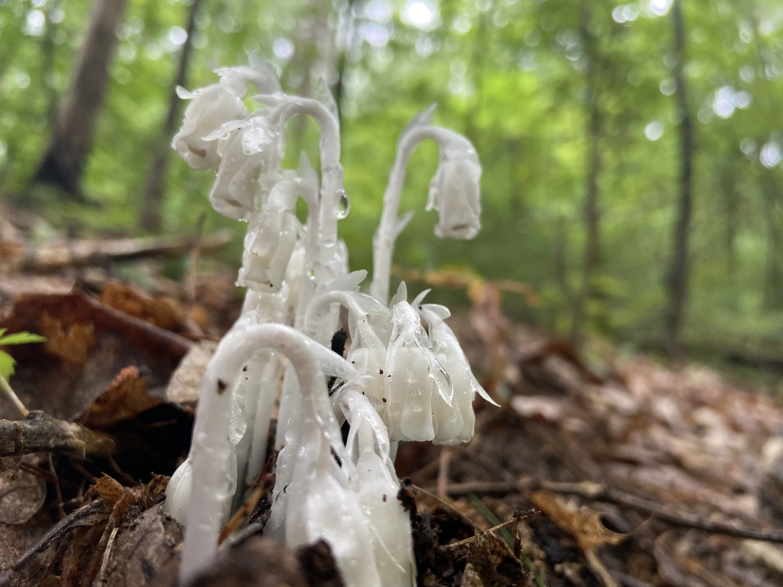 Ghost Pipe and Symbiosis